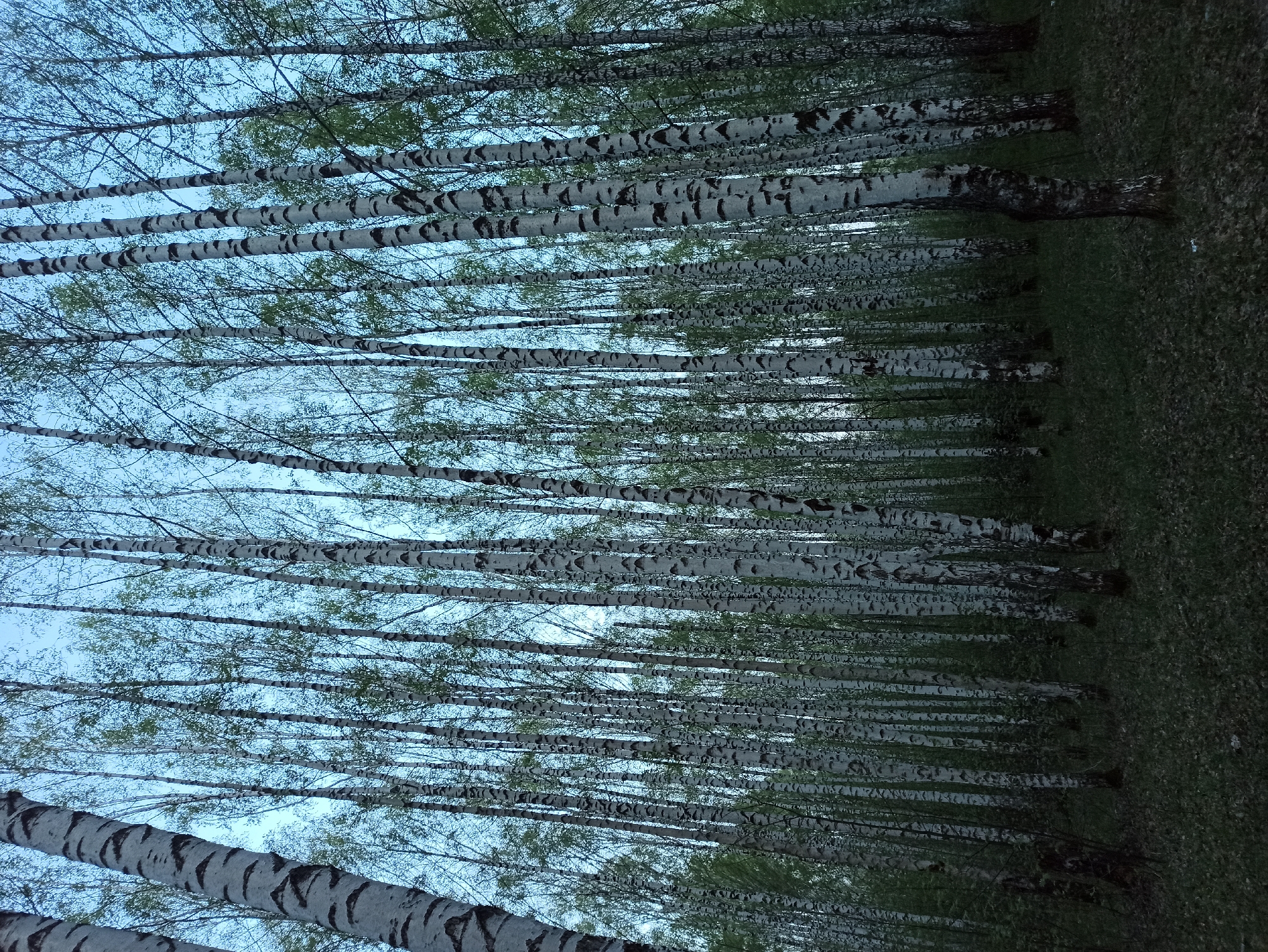 The image depicts a dense forest of birch trees with white bark and sparse green leaves against a blue sky. The trees are closely packed, creating a visually striking pattern of vertical lines. The ground is covered in green vegetation. The location is not specified.