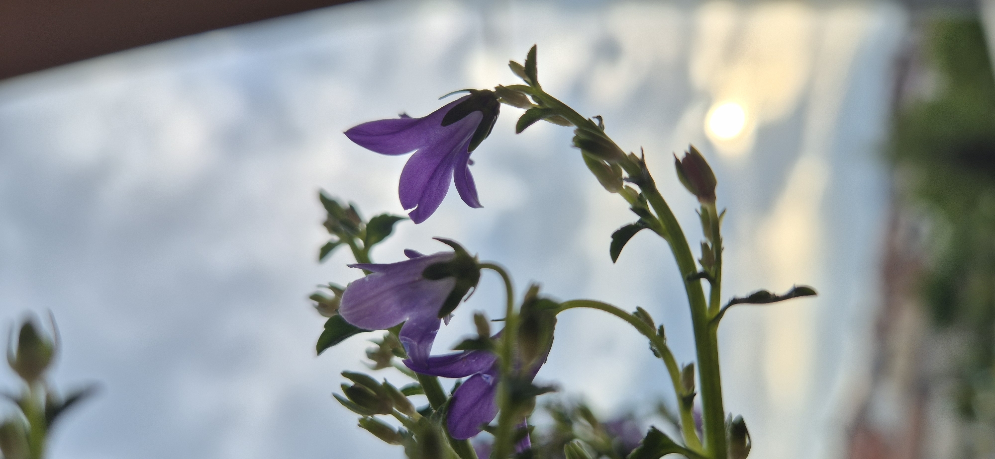 The image shows purple bellflowers with green stems and buds, against a bright, blurred background possibly depicting the sky with sunlight. The location is Unknown, Unknown.