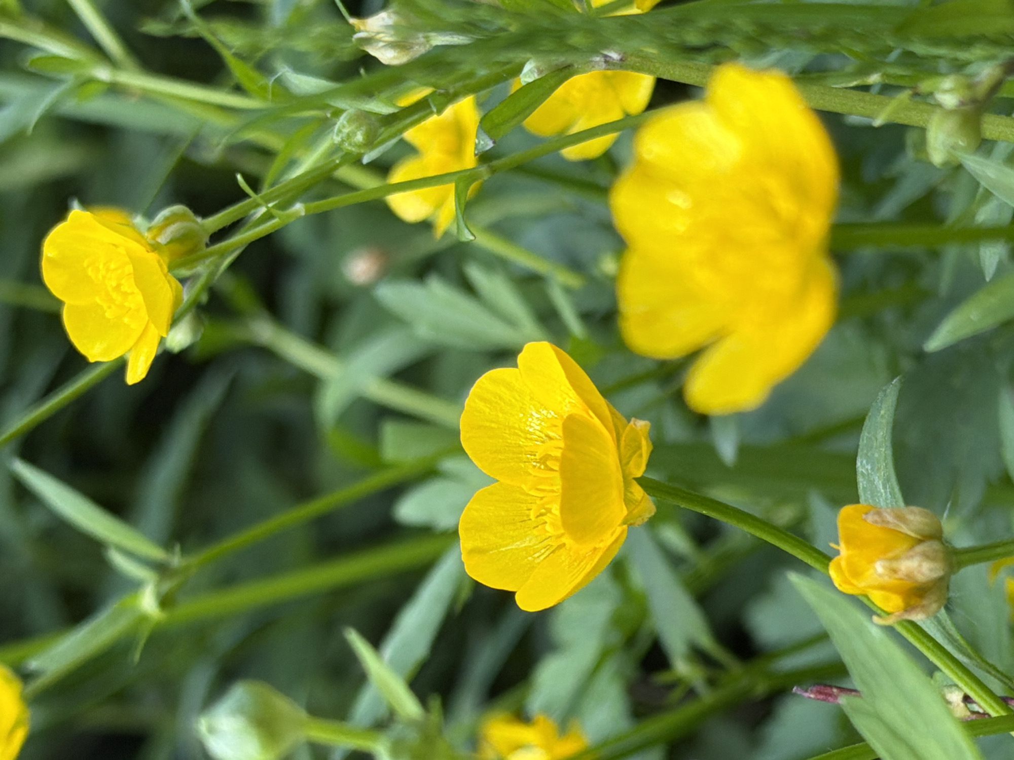 A close-up, shallow depth of field photograph showcases several yellow buttercup flowers in varying stages of bloom amidst lush green foliage. The flowers are vibrant yellow, with some fully open, revealing intricate petal structures, while others are in bud form, partially closed. The background is a blur of soft greens and occasional hints of brighter yellow, suggesting other flowers or light filtering through. The image conveys a sense of natural beauty and the delicate details of wild flora. The location is not specified in the image.
