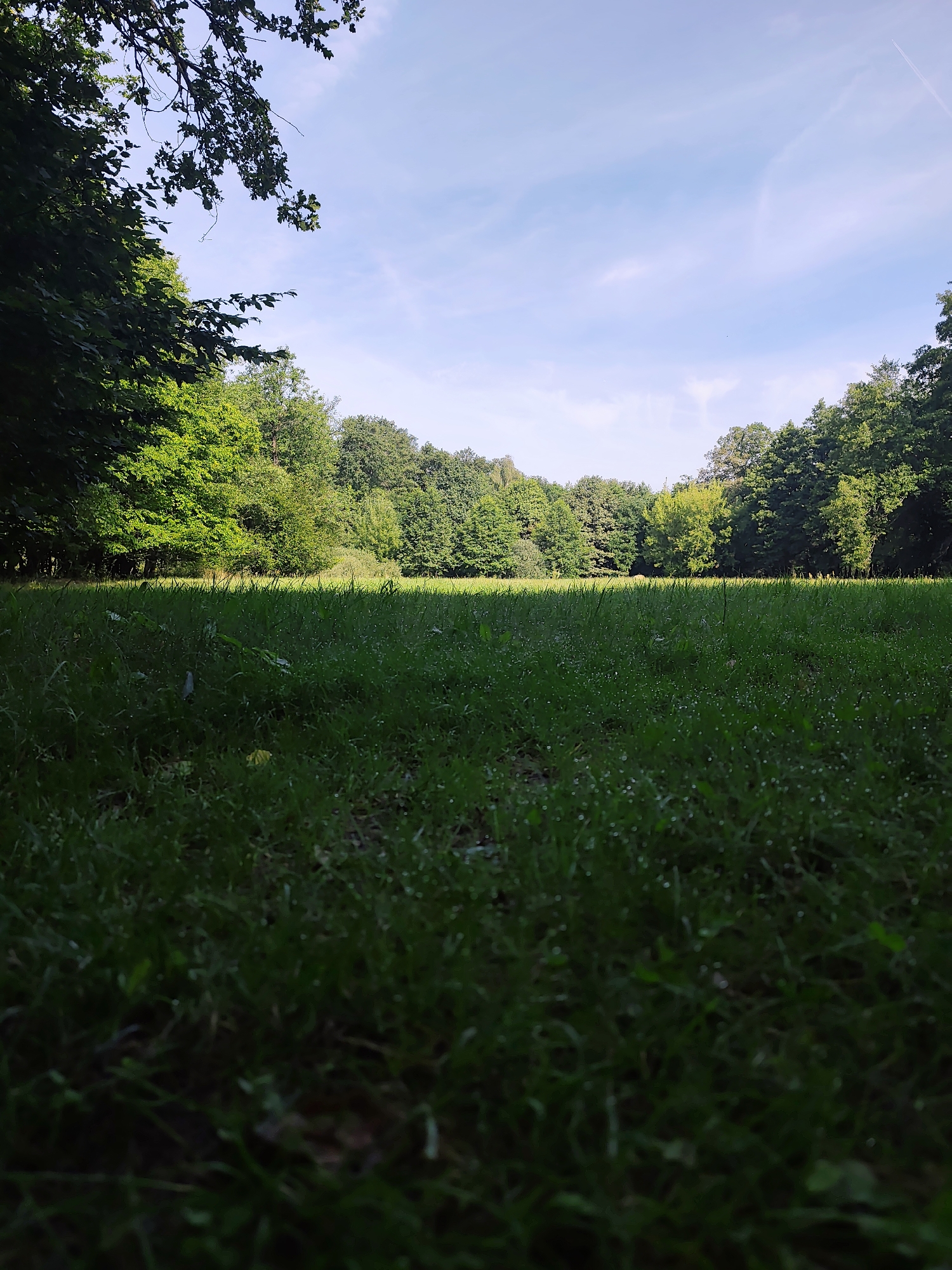 A low-angle, wide shot captures a grassy clearing bordered by a dense forest under a clear, pale blue sky with wispy white clouds. The foreground is dominated by lush green grass, some blades of which are speckled with tiny water droplets, indicating dew or recent rain. The grass is sharply in focus in the very front and blurs into the background. Beyond the clearing, a line of various deciduous trees forms a natural wall, their leaves a rich green, with some appearing brighter where illuminated by sunlight. The sunlight casts a warm glow on the edge of the forest. The sky is visible above the trees, with a faint contrail from an aircraft visible in the upper right portion of the frame. The overall impression is one of a serene, natural landscape bathed in soft daylight.
