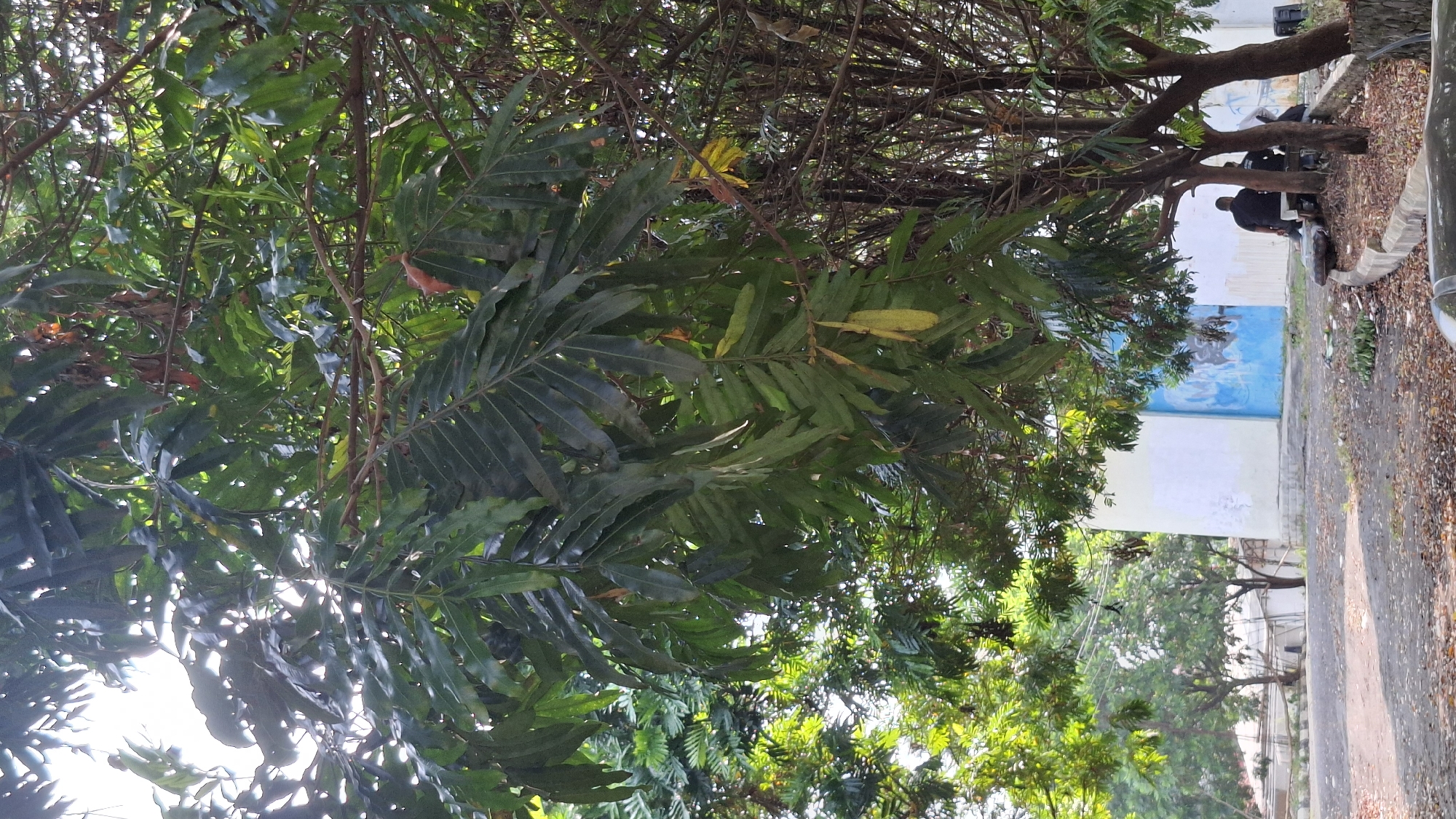 In Cilaku, Indonesia, a vertical, full-frame image captures a dense canopy of dark green leaves of a large tree dominating the upper half. Sunlight filters through the leaves, creating bright highlights and dappled shadows. Below the tree, a light-colored building with a blue section is visible, along with two individuals seated on a bench. The ground is covered with dry leaves and debris.