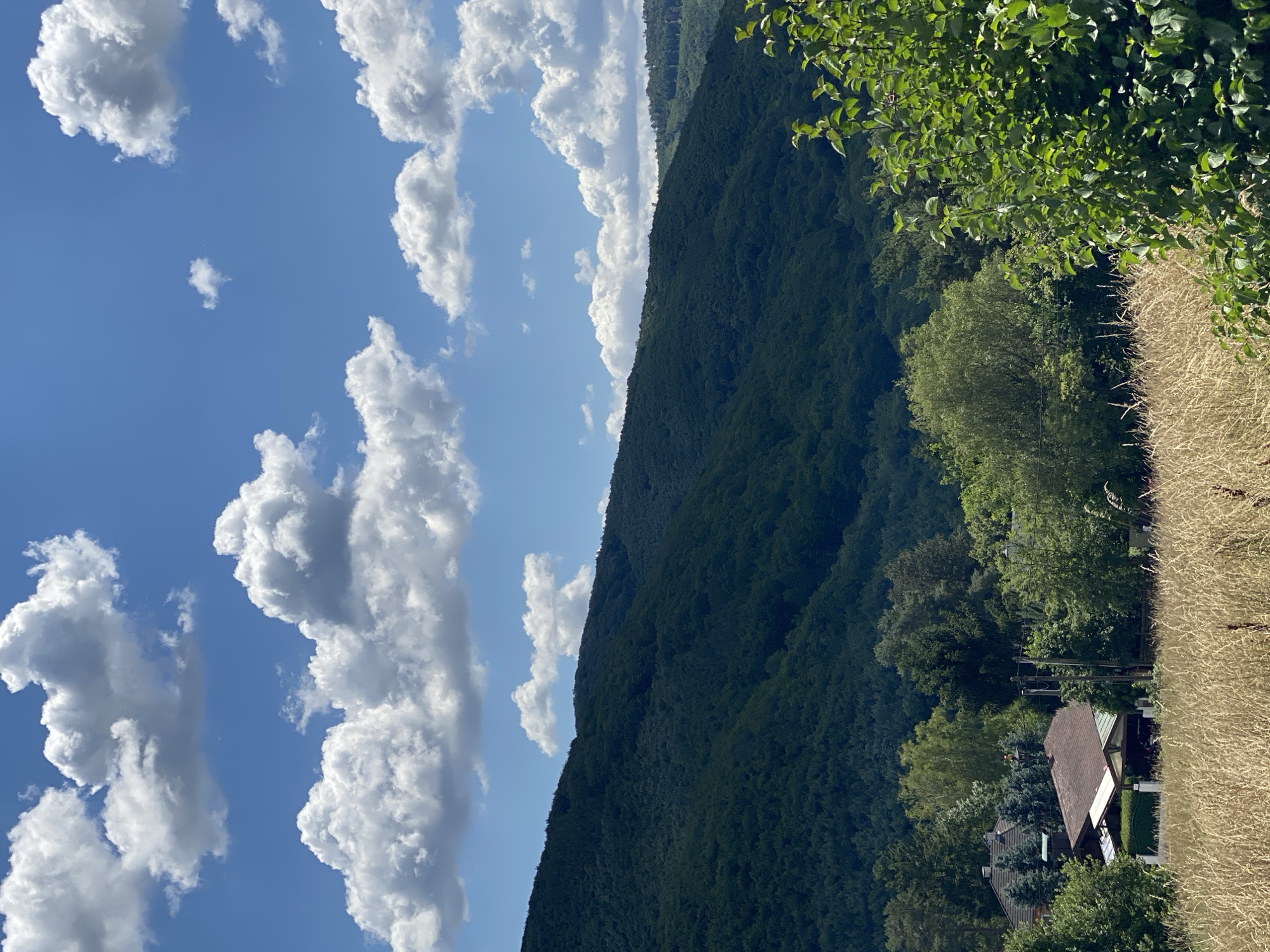 A distant view of the undulating, tree-covered hills of the Vienna Woods, a protected landscape area. In the foreground, a field of dry, golden grass stretches across the bottom of the frame. Behind the field, a cluster of houses with brown roofs are nestled amongst lush green trees. One house has a visible chimney and an attached carport. Power lines are visible between the houses. The sky above is a clear blue, dotted with fluffy white clouds, typical of a sunny summer day in this region. The overall scene depicts a peaceful, rural setting within the outskirts of Purkersdorf, Austria.
