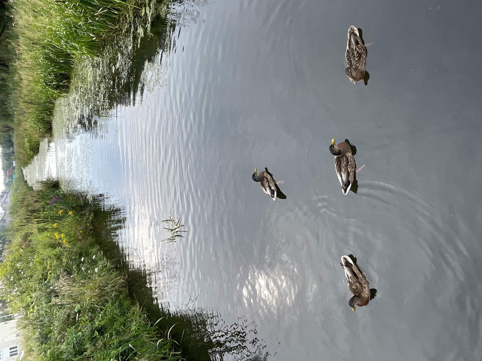 The image shows a narrow canal with several ducks swimming in it. The canal is lined with lush green vegetation on both sides. The water is calm and reflects the sky and surrounding foliage. There are four ducks visible in the water. The duck in the foreground on the left is facing left, with its head down. The duck in the foreground on the right is facing left, with its head slightly raised. Two other ducks are visible further up the canal, one slightly to the left and one to the right of the center. The vegetation on the left bank includes tall grasses and some flowering plants. The right bank is also densely vegetated with tall grasses and reeds. In the background, buildings and trees are visible, suggesting an urban or semi-urban setting. The sky is partly cloudy, with sunlight reflecting on the water. This scene is consistent with the canals found in Zelenogradsk, Russia, which are known for their natural beauty and abundant wildlife.
