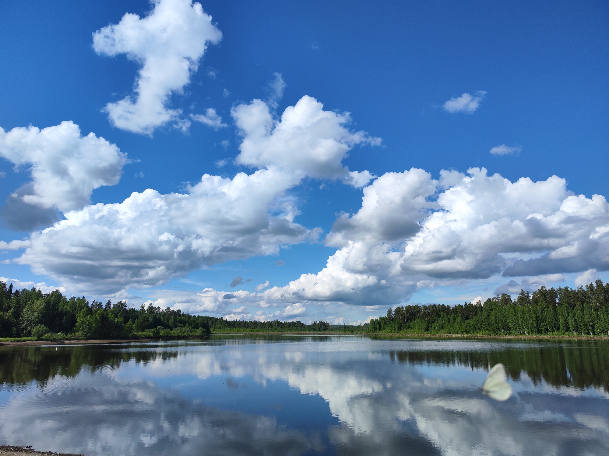 The image shows a scenic view of a lake in Rusalevka, Russia. The sky is blue with large, fluffy white clouds that are reflected in the still water of the lake. A dense line of green trees borders the lake in the distance. A white butterfly is near the water surface.