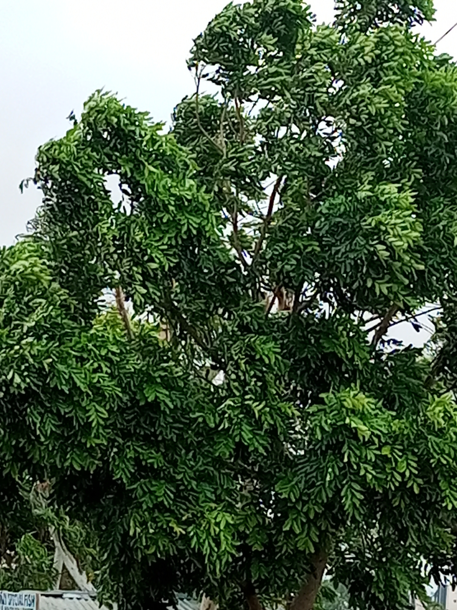 The image shows a dense, green tree with many leaves, filling the majority of the frame. The sky is visible at the top, appearing overcast or pale. The branches of the tree are brown and extend outwards, supporting the lush foliage. At the bottom of the image, a sliver of a structure is visible, possibly a roof or awning, with some text that is partially obscured by the leaves. The overall impression is that of an outdoor scene, likely in an urban or semi-urban setting given the hint of man-made structures. Without further context or visible landmarks, it is not possible to definitively pinpoint the location as Tumfure, Nigeria.