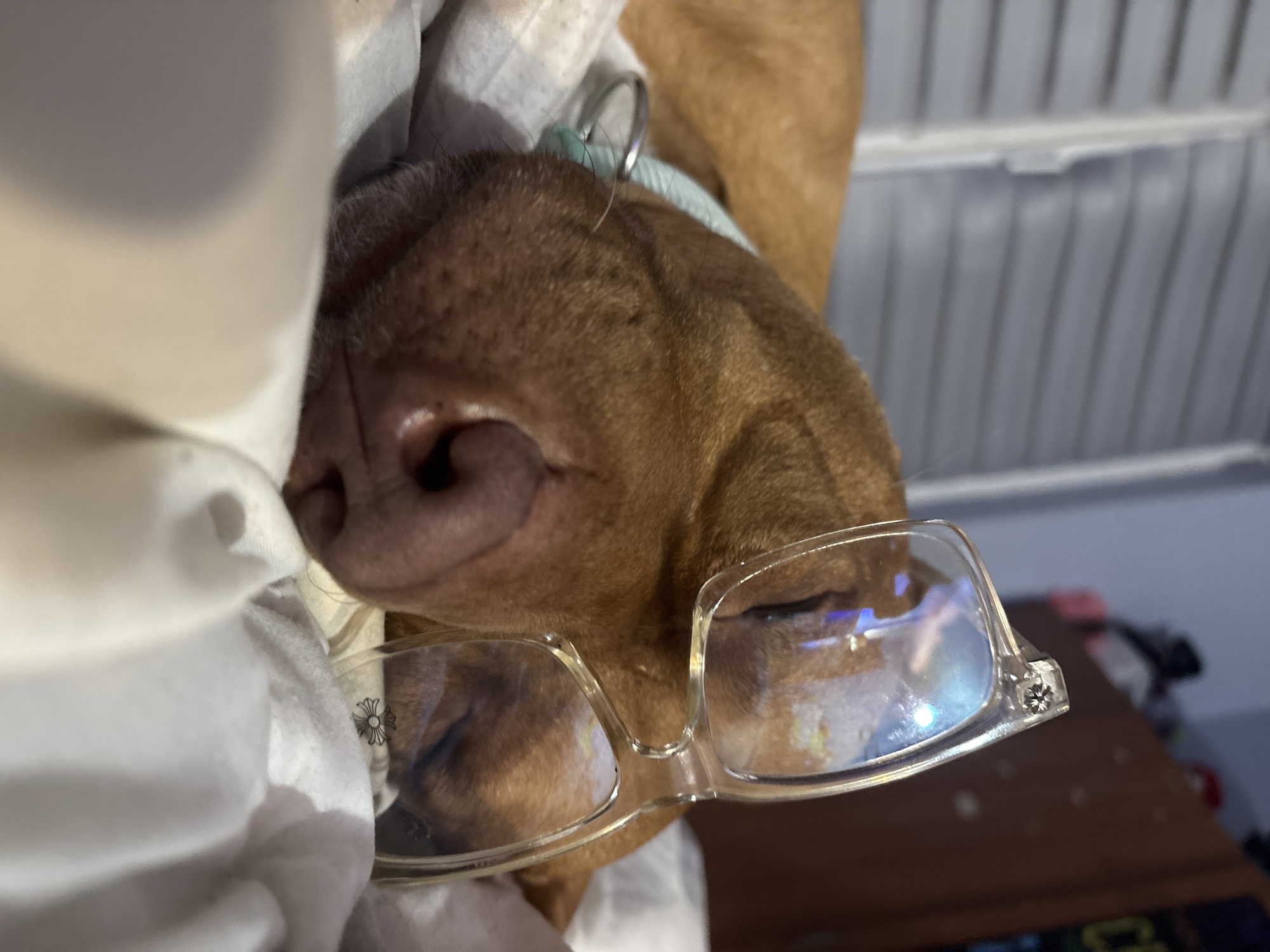 A close-up, slightly tilted shot of a brown dog wearing glasses. The dog's nose is prominently featured, resting against a white cloth. The glasses are clear-framed and slightly off-center on the dog's face. The dog is wearing a light blue collar. The background shows a corrugated metal ceiling and a blurred surface with some objects. The location in Sofia, Bulgaria, is not identifiable from the image.