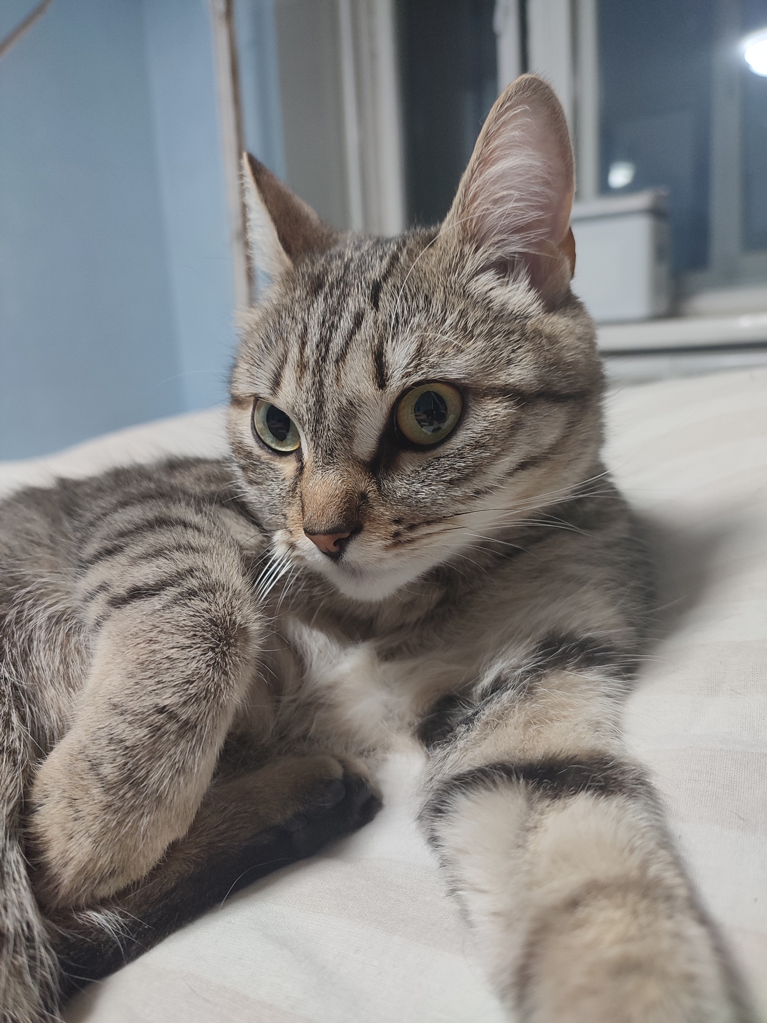 A medium, close-up shot depicts a grey tabby cat lying on a white surface, possibly a bed. The cat is positioned slightly off-center, with its head angled to the left. Its eyes, visible with greenish hue, are open and appear focused, though not directly at the camera. The cat's coat features distinct dark grey stripes on a lighter grey background. One paw is crossed over the other, and its front paw is extended. The environment is softly lit, with the background slightly out of focus. A window can be seen in the background. No people are visible in the shot. There is no indication in the image that this photo was taken in the city of Chaikovsky, Russia.