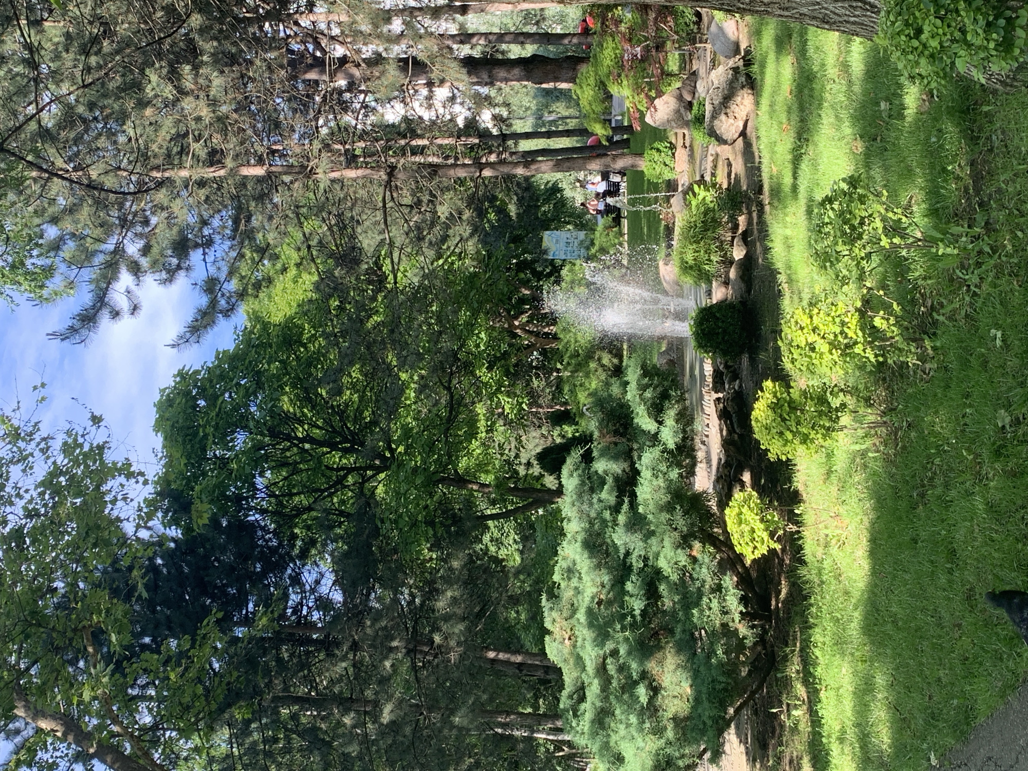 The image displays a vibrant park or garden scene on a sunny day, viewed from a slightly elevated perspective. In the foreground, lush green grass covers the ground, with some smaller shrubs and the base of a tree visible.
The mid-ground features a decorative fountain actively spraying water into the air, creating a misty effect. The fountain is bordered by rocks and manicured green shrubs. Adjacent to the fountain, a path leads to an area where several people are seated on benches. At least three individuals are distinguishable, appearing to be relaxing or socializing. Behind these people and the path, a mix of tall trees, including prominent pine trees with dark trunks and other deciduous trees, creates a dense green backdrop. A blue sign with illegible white text is also visible near the seated individuals.
The background shows more dense foliage and patches of a bright blue sky with white clouds. Sunlight illuminates the scene, casting shadows across the grass. The overall activity appears to be peaceful leisure in a well-maintained outdoor setting. The time of day is daytime, indicated by the clear sunlight. No specific location cues beyond a generic park or garden are discernible. No legible text is visible.