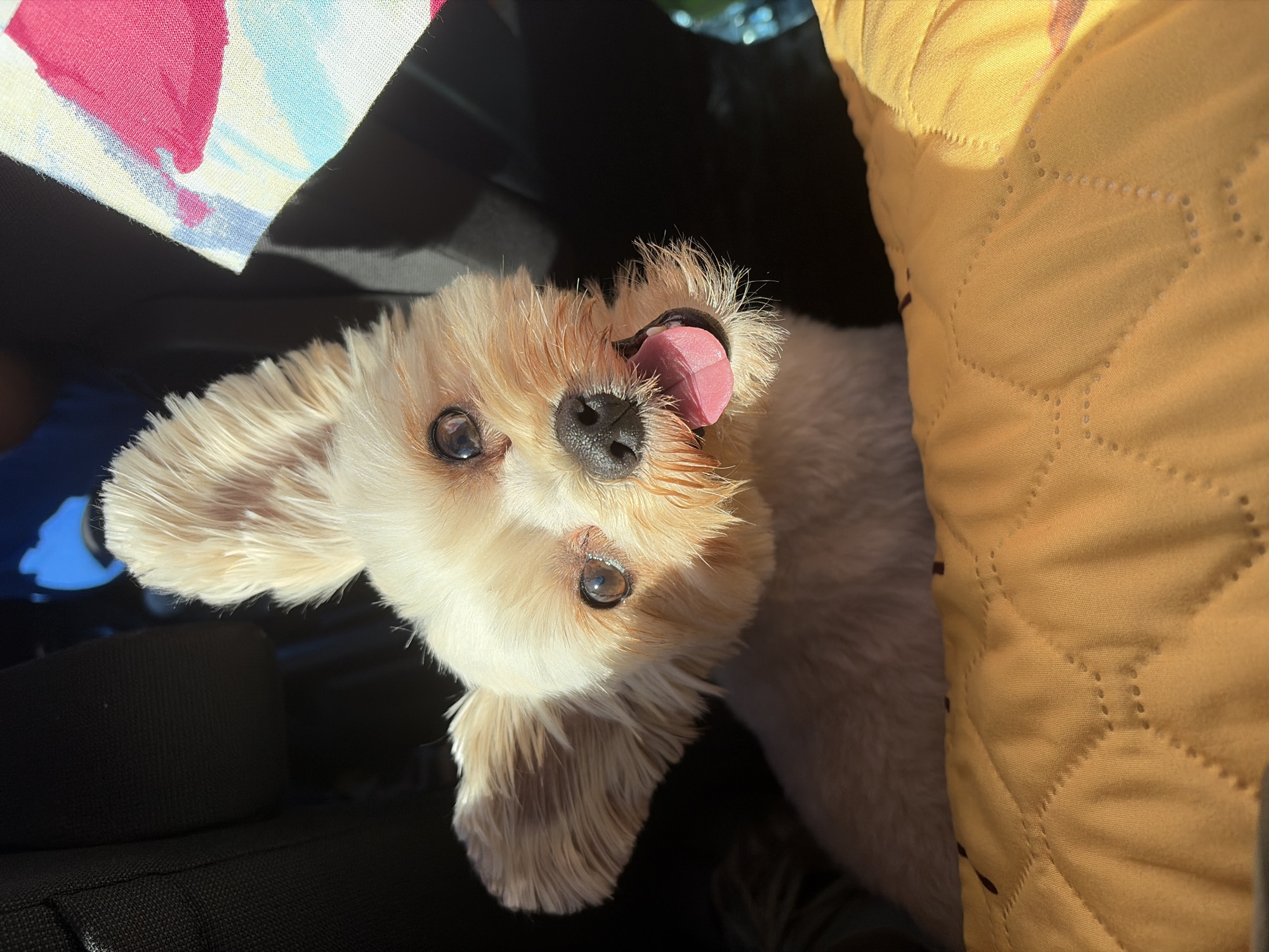 A small, light-colored dog with large ears and its tongue sticking out is looking up at the camera. The dog is positioned in the foreground, with its head and shoulders visible. Behind the dog, a black surface, possibly a car seat or stroller, is visible. To the right, a colorful fabric with a pattern of pink, blue, and yellow shapes is partially visible. The dog is resting on a yellow quilted blanket or cushion. The lighting suggests it is daytime, with sunlight casting shadows. The setting appears to be an indoor or enclosed space, possibly a vehicle or a covered outdoor area. The location is the Settlement of sanatorium "Podmoskovye", Russia.