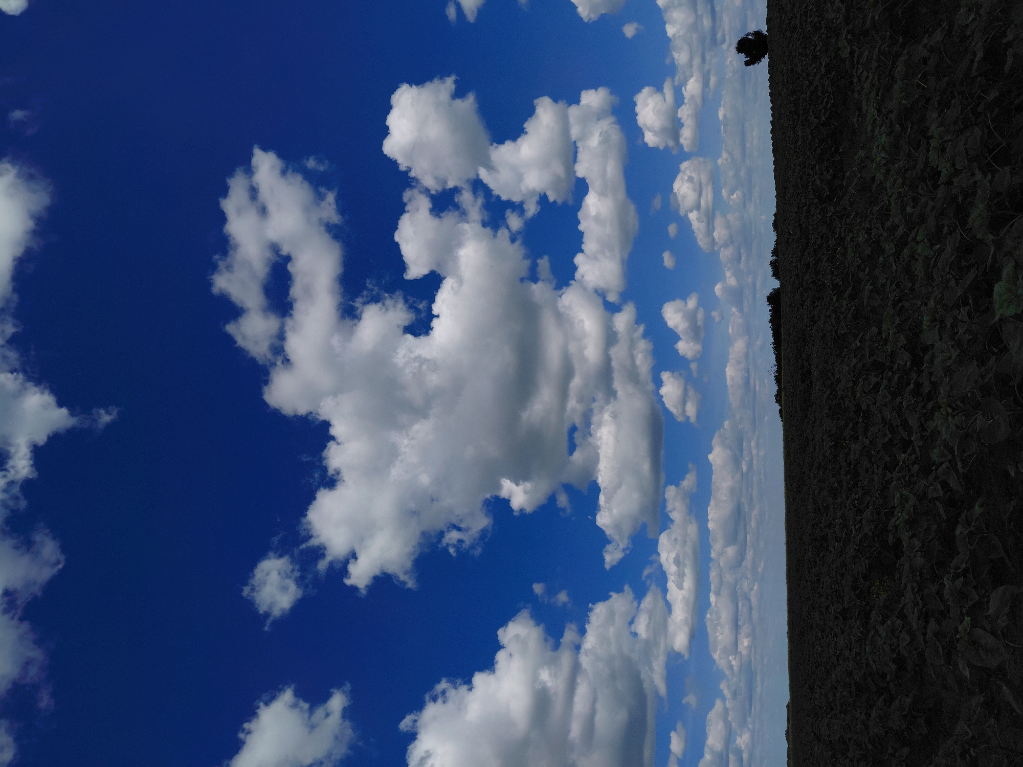 A vast, dark field of low-lying vegetation stretches to the horizon under a vibrant blue sky filled with fluffy white cumulus clouds. The field appears to be a crop, possibly sunflowers given the dense, leafy growth. The distant horizon is marked by a thin line of dark trees on the left, and a solitary, silhouetted tree stands further to the right. The overall impression is of an expansive, rural landscape under a bright, partly cloudy day. The image does not contain any people or discernible actions.