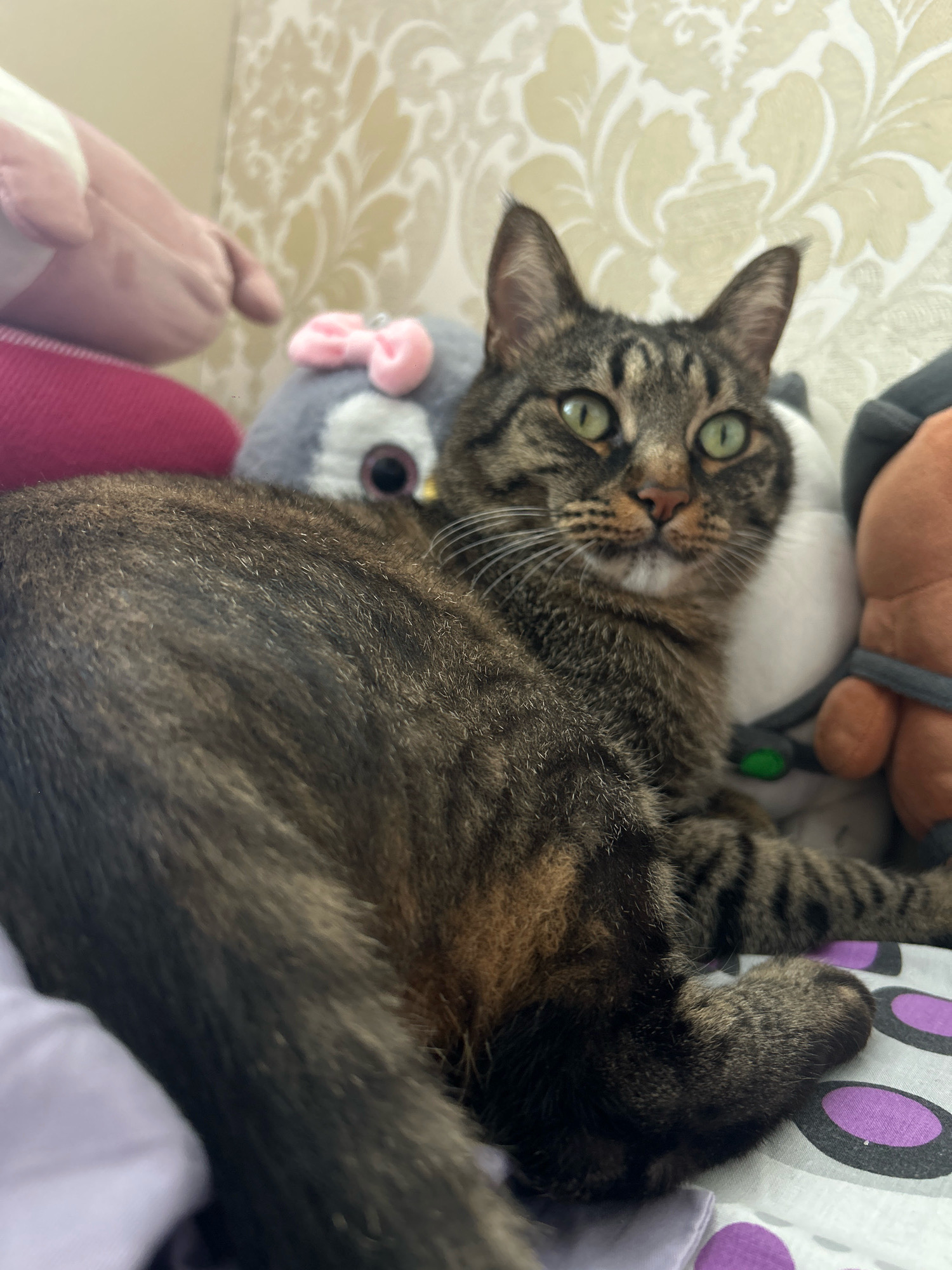 This is a medium shot, eye-level, indoor photograph of a tabby cat. The cat is the sole subject and is lying down on what appears to be a bed. It is facing the camera, with its head tilted slightly to the right. The cat has green eyes and is looking directly at the camera. Its fur is a mix of brown, black, and tan stripes.
The cat is surrounded by several stuffed animals. To the left of the cat, a large pink stuffed animal is partially visible. In the background, there is a grey stuffed owl with a pink bow on its head. To the right of the cat, a brown stuffed animal with a grey strap is visible.
The background wall has a patterned wallpaper with a floral design in shades of cream and yellow. The setting appears to be a bedroom. The lighting suggests it is daytime, though no external cues are visible. There is no visible text in the image. The cat's expression could be interpreted as curious or attentive.