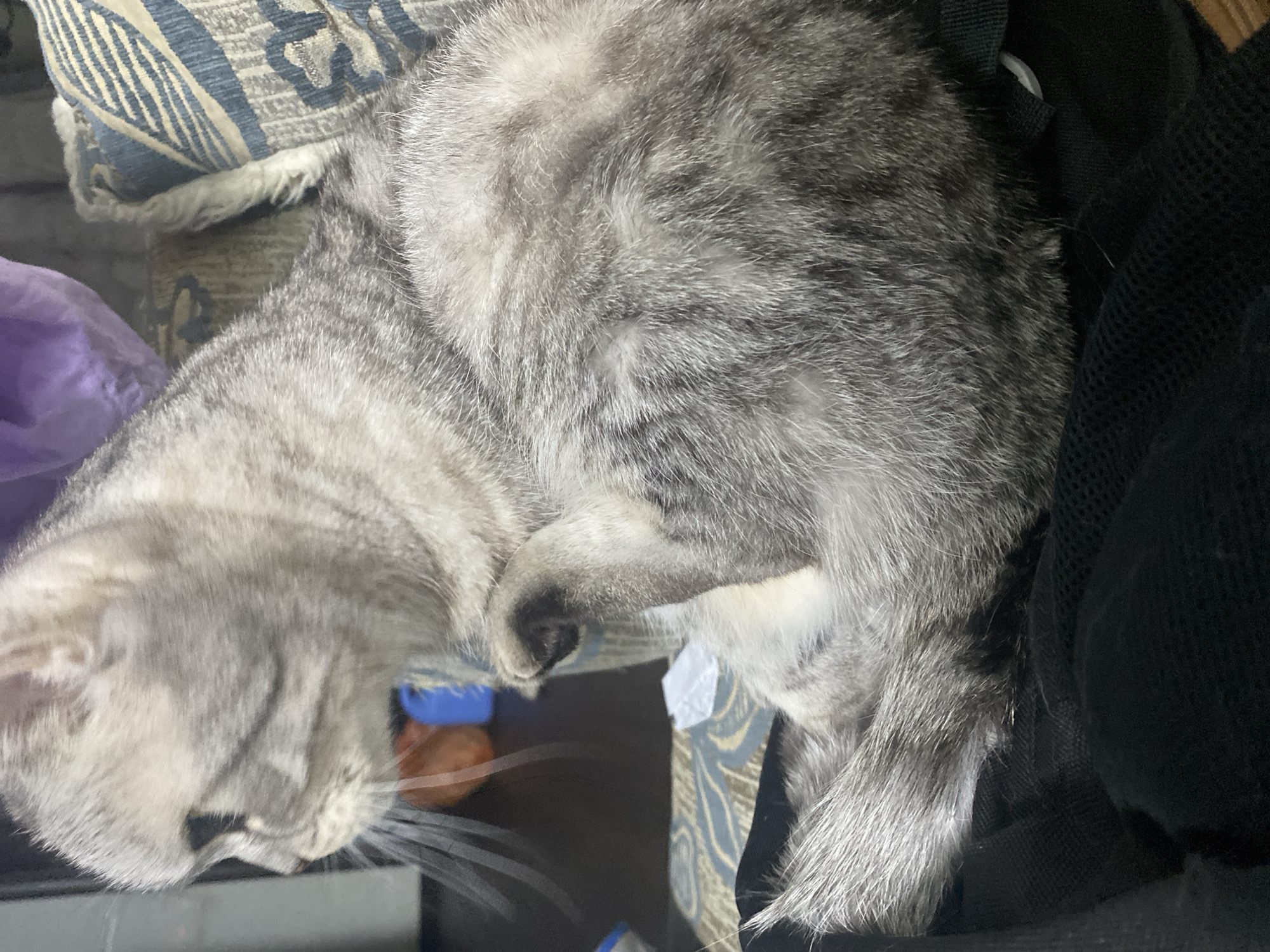 A grey and white tabby cat is the central subject of this indoor image, likely captured in Chaikovsky, Russia. The cat is shown resting or sleeping, curled up on what appears to be furniture. Its head is positioned on the left side of the frame, facing slightly downwards with its eyes mostly out of view. Long, prominent white whiskers extend from its muzzle, and a dark nose is visible.
The cat's body displays distinct grey and white stripes across its soft fur, characteristic of a tabby pattern. One of its front paws is tucked near its face. The background immediately surrounding the cat includes a blue and beige patterned fabric, which appears to be a cushion or part of a sofa, complete with a textured, slightly frayed edge. Another similar patterned fabric is seen beneath the cat's body. On the far left, a crinkled purple object, possibly a bag or cloth, is partially visible. To the right, a black material with a mesh texture, resembling a bag or a piece of furniture, provides a dark backdrop. The scene suggests a peaceful and relaxed atmosphere. There is no visible text within the image.