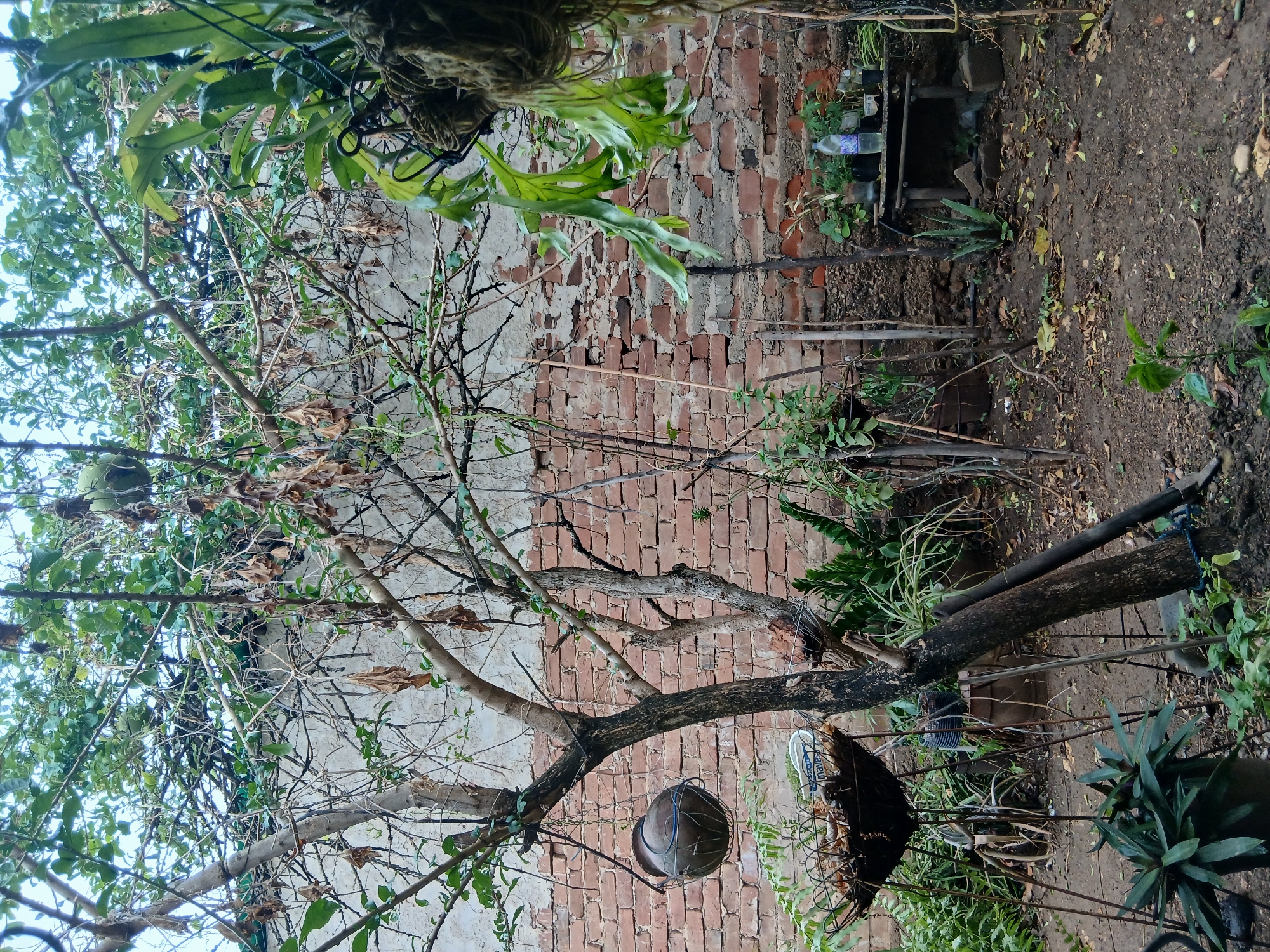 This is a forensic, matter-of-fact description of an outdoor scene, likely a neglected backyard garden, located in the city of Tacarigua, Venezuela. The image depicts a densely planted area against a distressed brick wall.
The foreground is dominated by the base of a mature tree with rough, dark bark, leaning slightly. To the left of this tree, a dark, spherical object, possibly a pot or planter, is suspended by a wire mesh enclosure from a thin branch. Several potted plants, some appearing wilted or dry, are arranged on spindly metal stands. One prominent pot in the lower left contains a spiky green plant, likely an agave or similar succulent.
In the mid-ground, the brick wall serves as a backdrop, exhibiting signs of age and damage, with visible mortar and protruding bricks. Vines and branches from an overhead canopy create a dense, leafy ceiling that casts shadows. A hanging basket with long, green, frond-like leaves, possibly a staghorn fern, is visible in the upper right corner. A small, makeshift wooden table stands against the wall, holding several plastic bottles and various small potted plants. An aloe vera plant grows in the ground near the table.
The ground is covered in dirt, scattered leaves, and debris, indicating a lack of recent maintenance. Wooden stakes and thin poles are intermittently placed throughout the scene, possibly for plant support or as remnants of previous structures. The overall impression is one of a cluttered, overgrown, and somewhat abandoned outdoor space, with the natural elements of vegetation and weathered brickwork being the primary focus. No people or animals are present in the image.