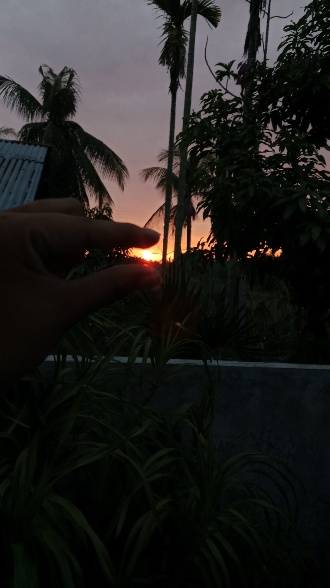 The image captures a sunset viewed from a residential area in Lhokseumawe, Indonesia. A hand is positioned in the foreground, with its thumb and index finger forming a circle that frames a sliver of the setting sun. The sun appears as a bright orange orb partially obscured by the fingers, casting a warm glow on the surrounding sky.
Silhouettes of palm trees and other foliage dominate the background, indicative of a tropical environment. A corrugated metal roof of a building is visible to the left. The sky is a gradient of pale purple and orange, typical of twilight. In the lower part of the image, dark green plants with long, slender leaves are prominent, suggesting a garden or yard. The overall scene conveys a peaceful, domestic sunset.