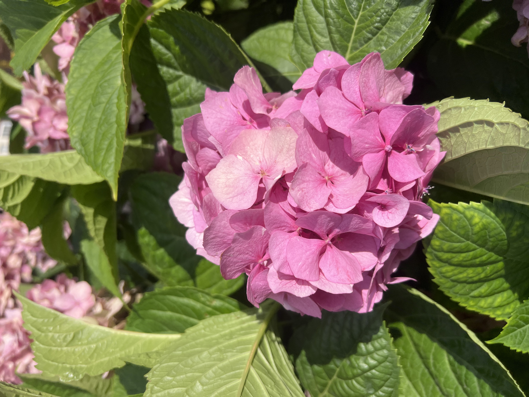 A close-up, eye-level shot showcases a cluster of vibrant pink hydrangea flowers in full bloom, centered against a backdrop of lush green leaves. The petals are detailed, some showing delicate creases and subtle variations in shade from light pink to a deeper fuchsia. Sunlight filters through the foliage, casting soft shadows and highlighting the texture of the leaves. The background is a blur of more pink flowers and green leaves, suggesting a garden setting. No people or actions are depicted. The image is taken outdoors, in Kryzhanivka, Ukraine.