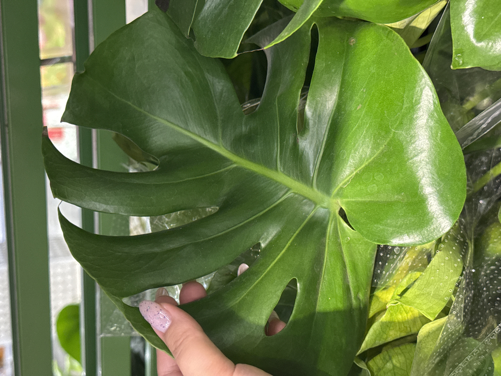 A close-up shot focuses on a vibrant green Monstera leaf, its distinctive fenestrations visible. A hand with a light pink, speckled nail polish is gently touching the leaf. The background is softly blurred, showing hints of green vertical structures, possibly a fence or shelving, and a brighter, out-of-focus area suggesting an outdoor setting with windows or an opening. The lighting appears natural, possibly indicating daytime. There is no visible text. The overall impression is one of natural beauty and gentle interaction with a plant.