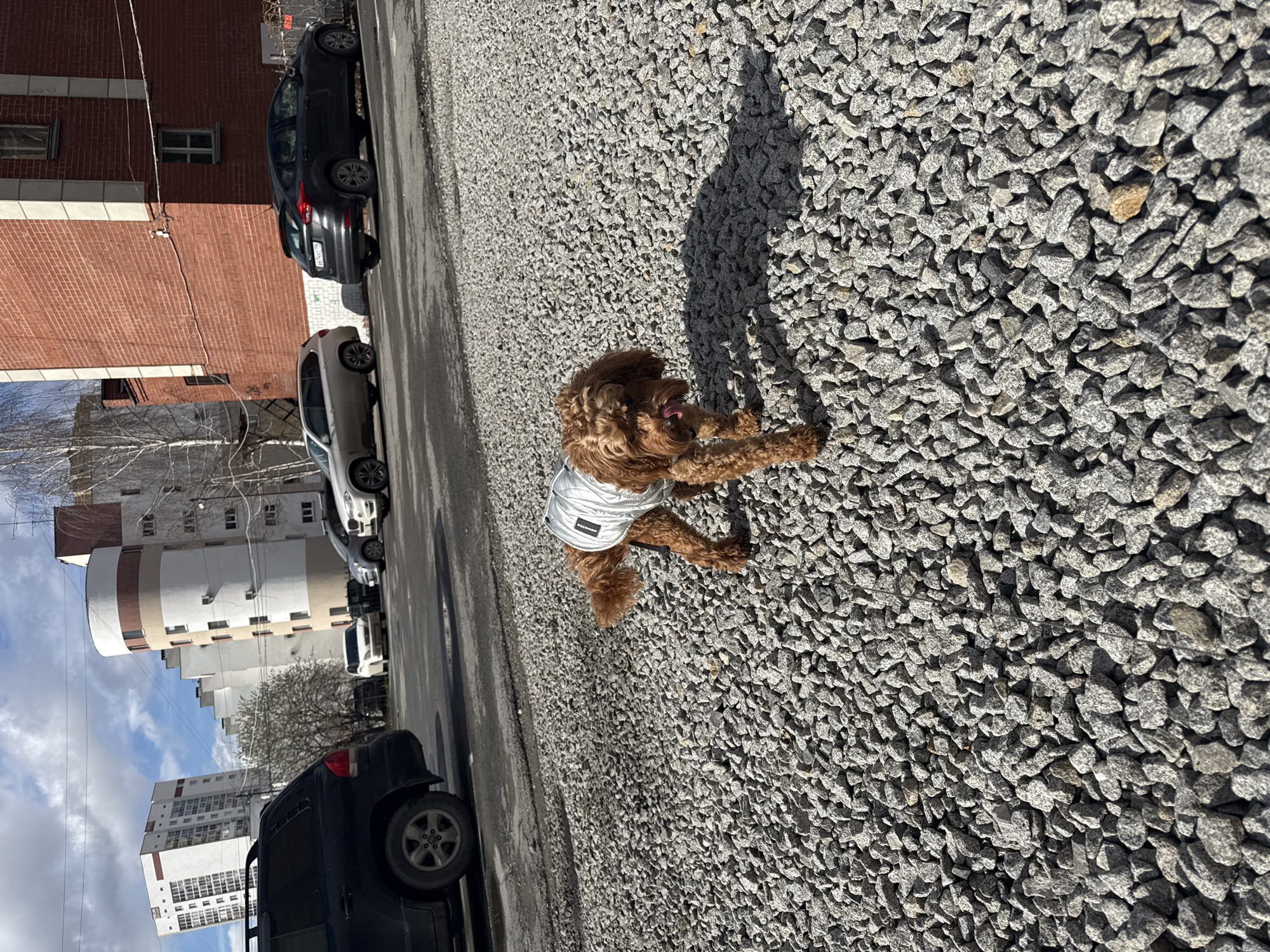 The image shows a brown, poodle-mix dog wearing a silver vest, laying on a surface covered in small, gray gravel. The dog is positioned in the center of the frame, with its limbs outstretched. The gravel surface appears to be an area between a street and buildings. The street has parked cars, and buildings of various heights and architectural styles are visible in the background, including a round, white building with brown stripes. A brick building is also visible. The location is Yekaterinburg, Russia.