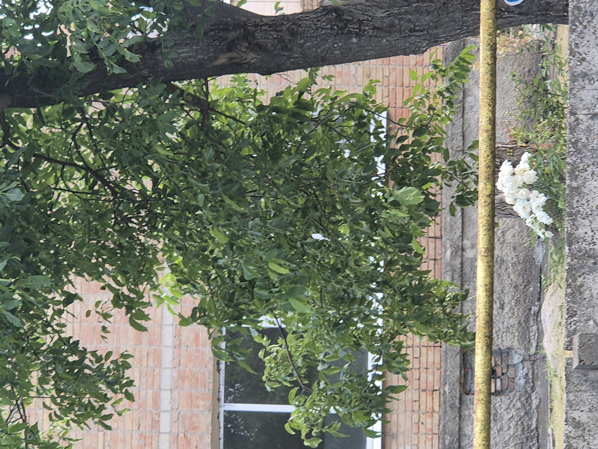 The image depicts an outdoor scene with a brick building in the background. A large tree with dense green foliage partially obstructs the view of the building's windows and brickwork. In the foreground, a weathered yellow pipe runs horizontally across the frame, supported by a concrete structure. Below the pipe, a cluster of white flowers is visible, along with some green vegetation. The overall impression is of a somewhat overgrown urban or semi-urban environment. The location is identified as Sozonivka, Ukraine.