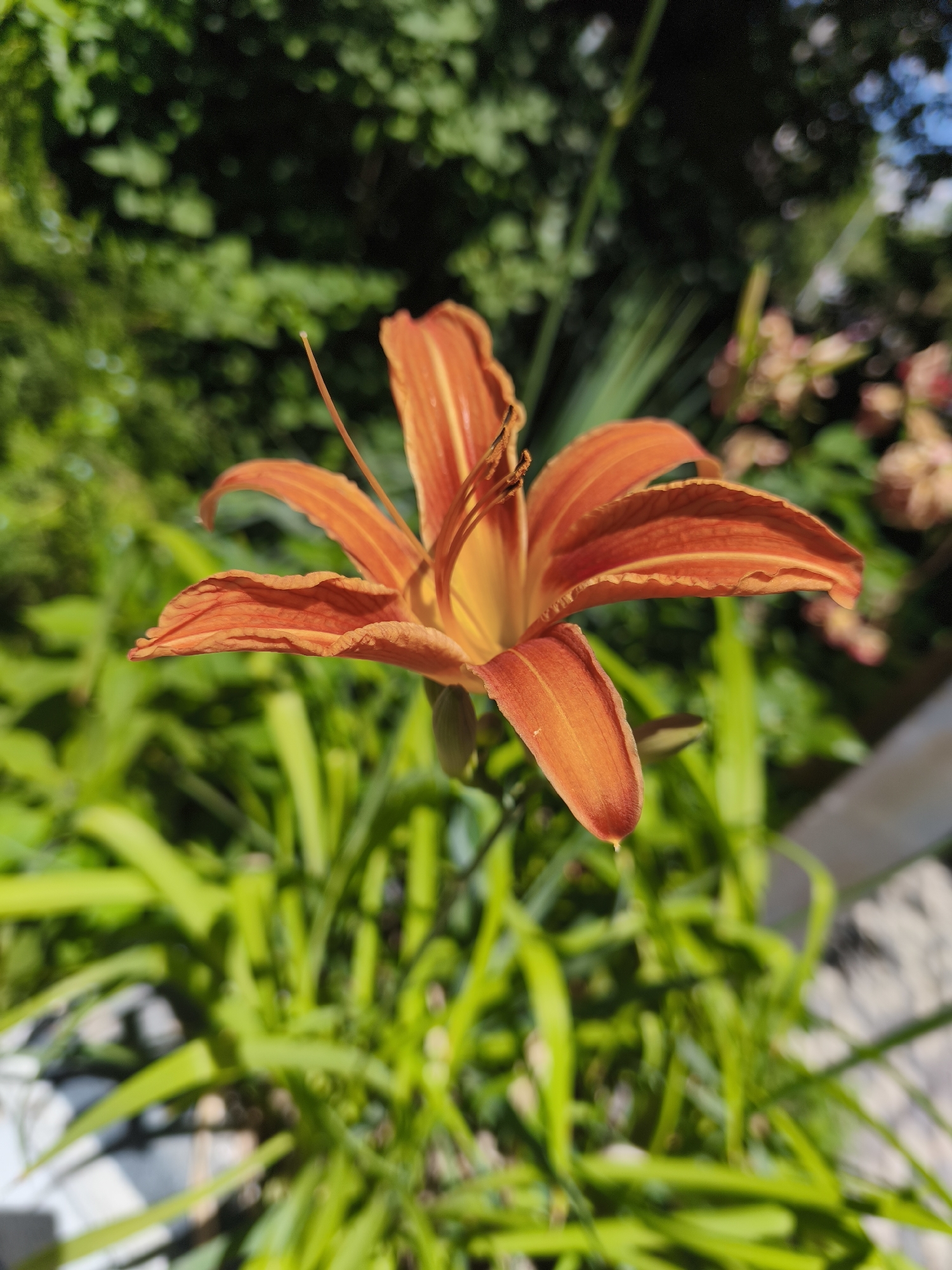 A close-up, eye-level shot shows an orange lily in focus against a blurred background of green foliage and some pink flowers. The lily's petals are slightly curled and textured, with delicate veins visible. The stamens and pistil are prominent in the center of the bloom. The lighting suggests it is daytime, with the sun illuminating the flower from the right. The environment appears to be a garden or park. No people or specific structures are visible. The image composition emphasizes the beauty and detail of the single flower.