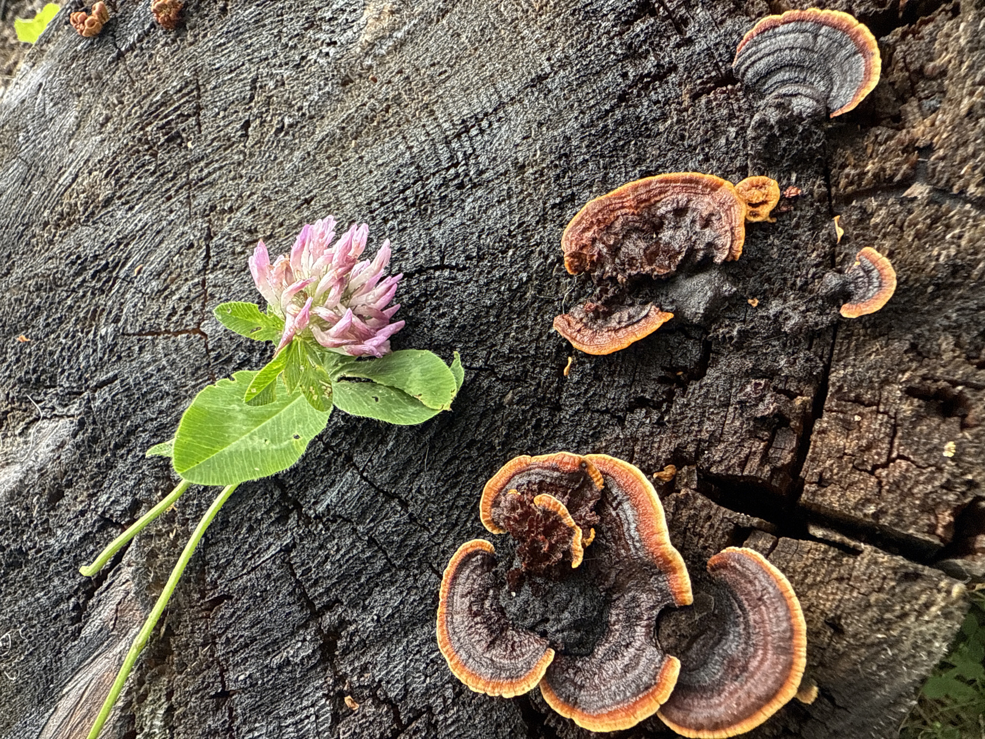 A close-up, overhead shot depicts a weathered, dark gray tree stump with visible cracks and grain. A cluster of pinkish-red clover flowers with green leaves rests on the upper left portion of the stump, with two slender green stems extending upwards. Several bracket fungi in various shades of brown and orange, with distinctly ribbed undersides, are scattered across the stump. The fungi range in size from small, broken pieces to larger, fan-shaped specimens with distinct banding. The overall texture of the stump is rough and aged. The scene is set on the ground, with hints of green grass visible at the very bottom left edge of the frame, suggesting an outdoor environment. The image does not contain any identifiable human subjects or actions. The location is described as the city of Kremenkul', Russia.
