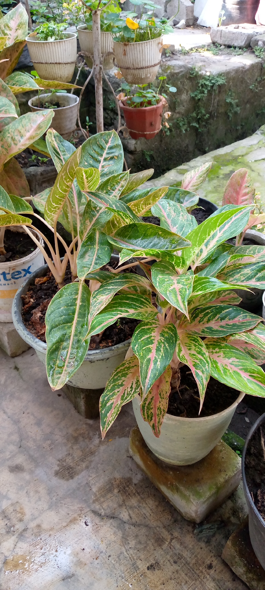 This is a medium-shot, eye-level, outdoor photograph taken in a garden setting in Sumberwono, Indonesia. The foreground features several potted plants, primarily Aglaonema species, with vibrant green and pink variegated leaves. The plants are housed in various containers, including a large gray pot with the partial branding "tex," and a lighter colored pot. The pots are placed on concrete surfaces, with some elevated on weathered rectangular blocks covered in green moss. In the background, a plant stand holds several smaller potted plants, one of which contains a single yellow flower. The environment appears to be a concrete patio or walkway, with a rough, textured surface exhibiting signs of moisture and staining. The overall impression is of a well-maintained but somewhat rustic garden space. There are no people or animals visible in the image.