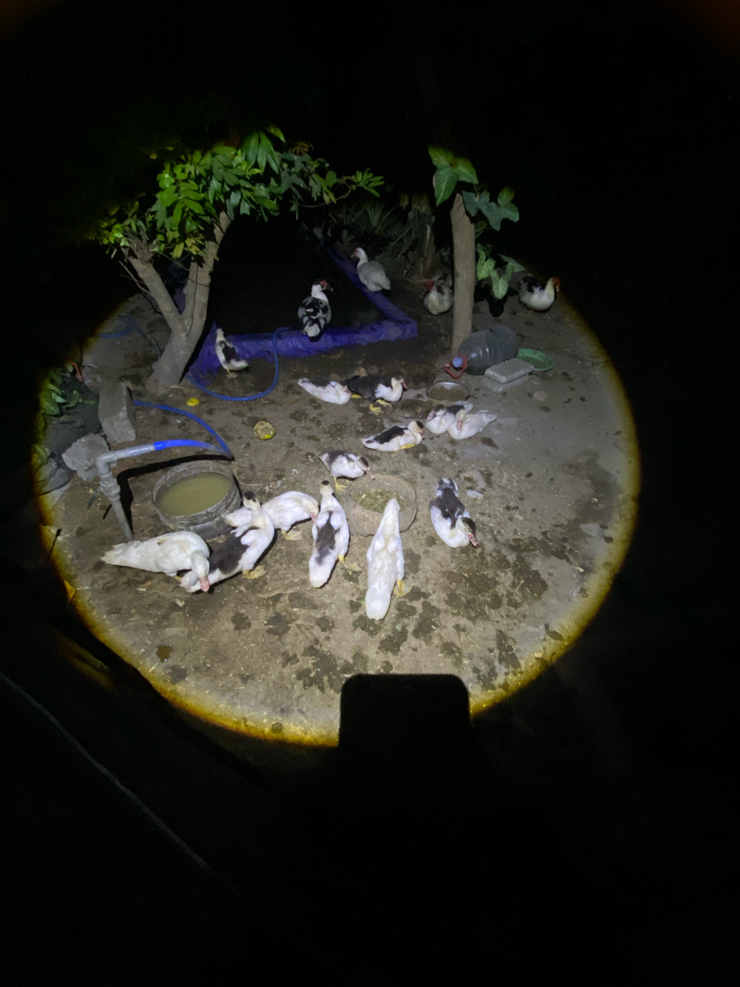 A group of Muscovy ducks are gathered in an outdoor, dirt enclosure at night, illuminated by a bright light source. The ducks, a mix of white, black, and speckled patterns, are standing, resting, and some appear to be drinking from a shallow, murky pool of water in a dark-colored bucket. The enclosure contains a small tree with green leaves, a wooden post, a large plastic bottle, and what appears to be a blue tarp or pool liner. The ground is uneven and appears damp in places. The scene suggests a domestic or semi-domestic setting, possibly a farm or backyard in Plosoklaten, Indonesia.