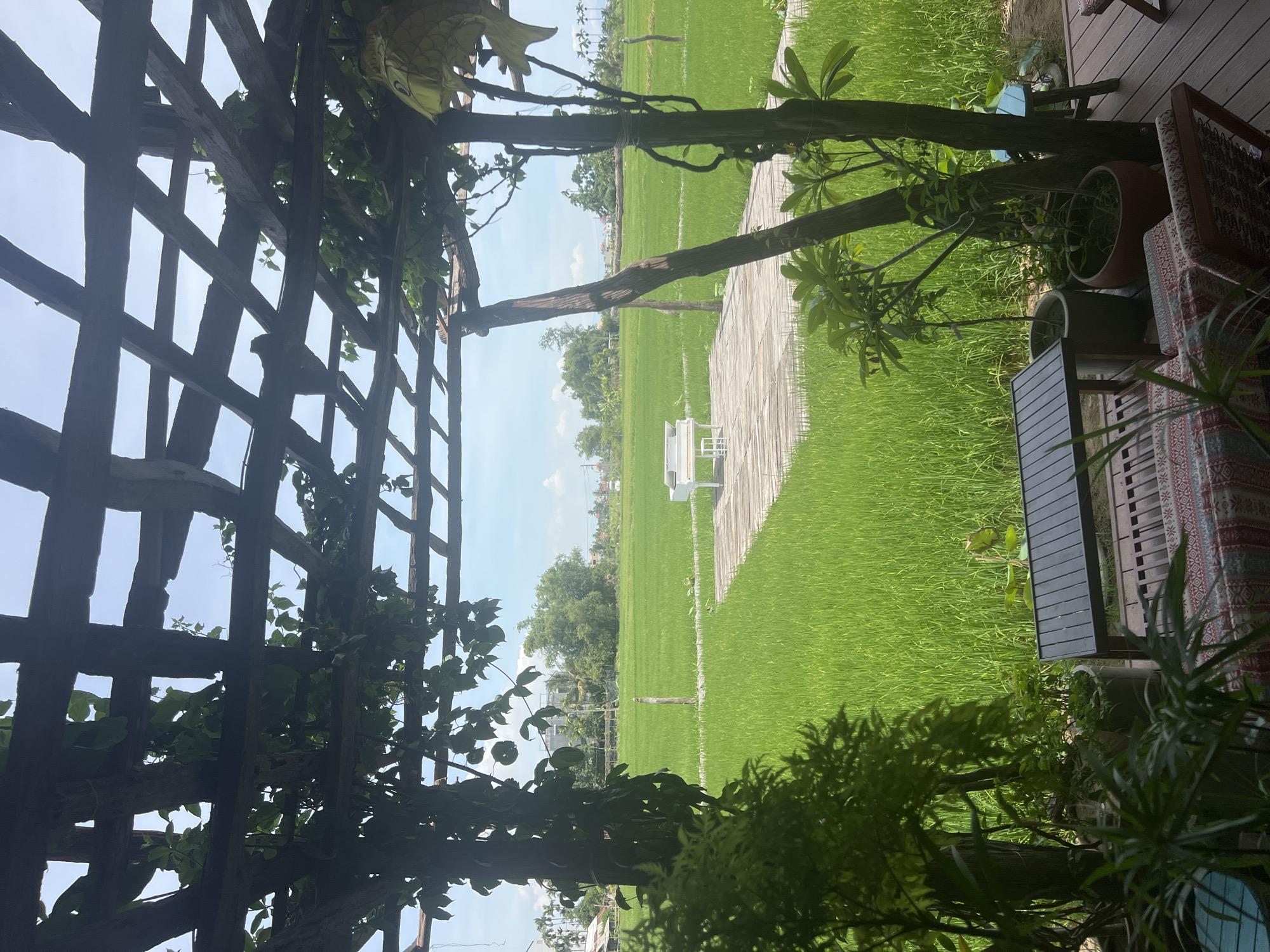 A white upright piano is situated on a wooden platform amidst a vast, vibrant green rice paddy field under a clear blue sky with scattered clouds. The scene is viewed from under a weathered wooden pergola, adorned with climbing vines, providing shade and framing the view. In the foreground, several potted plants and outdoor furniture, including a dark table with patterned cushions on chairs, suggest a seating area. The rice field stretches to the horizon, dotted with scattered trees and some buildings in the distance, indicative of a rural setting near Hoi An, Vietnam.