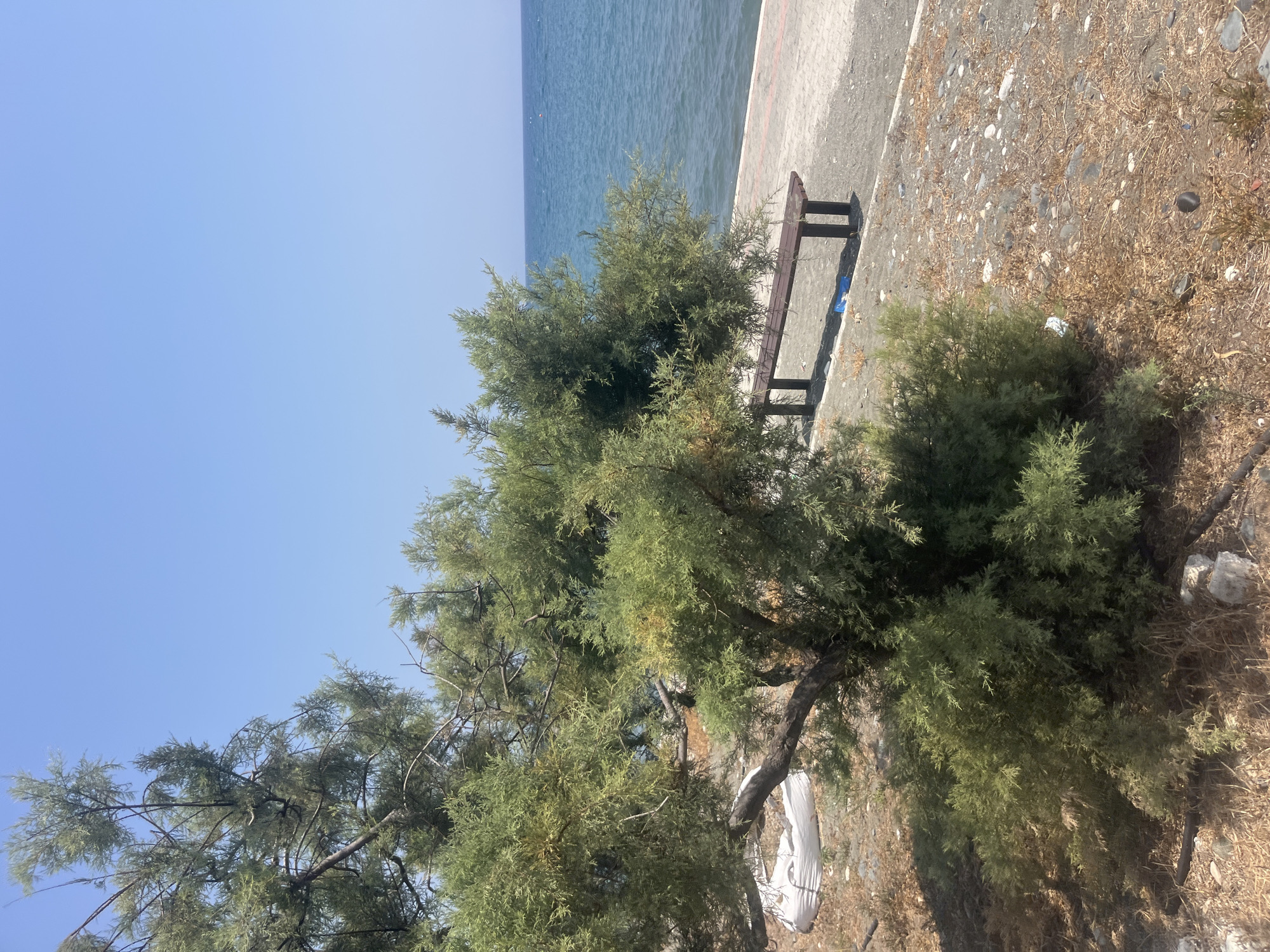 In the city of Agios Tychona Community, Cyprus, a tranquil scene unfolds by the sea. A lush green tree, its branches sprawling across the frame, stands in the foreground, its foliage providing a natural canopy. Beyond the tree, a wooden bench rests on a sandy patch, facing the calm, blue sea. The water stretches towards the horizon, meeting the clear, cloudless sky. A paved walkway runs along the shore, separating the sandy area from the sea. The ground is a mix of sand and small pebbles, with dried grass and a few scattered rocks adding to the natural texture of the landscape. The overall impression is one of peaceful solitude and natural beauty.