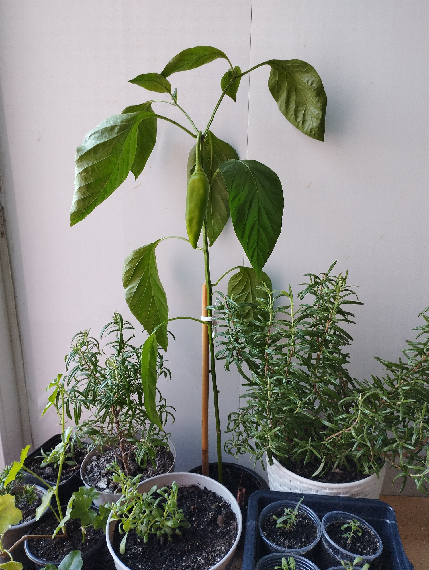 A medium shot captures a collection of potted plants against a plain, light-colored wall. The central focus is a tall pepper plant, supported by a wooden stake. It has large green leaves and one long, pale green pepper hanging from its stem. To the right of the pepper plant, a large white pot contains a bushy rosemary plant with numerous small, needle-like leaves. To the left of the pepper plant, there are several smaller pots holding various green plants, including another rosemary plant, and some smaller seedlings in a black tray in the foreground. The lighting suggests an indoor or sheltered outdoor setting, possibly a balcony or windowsill.