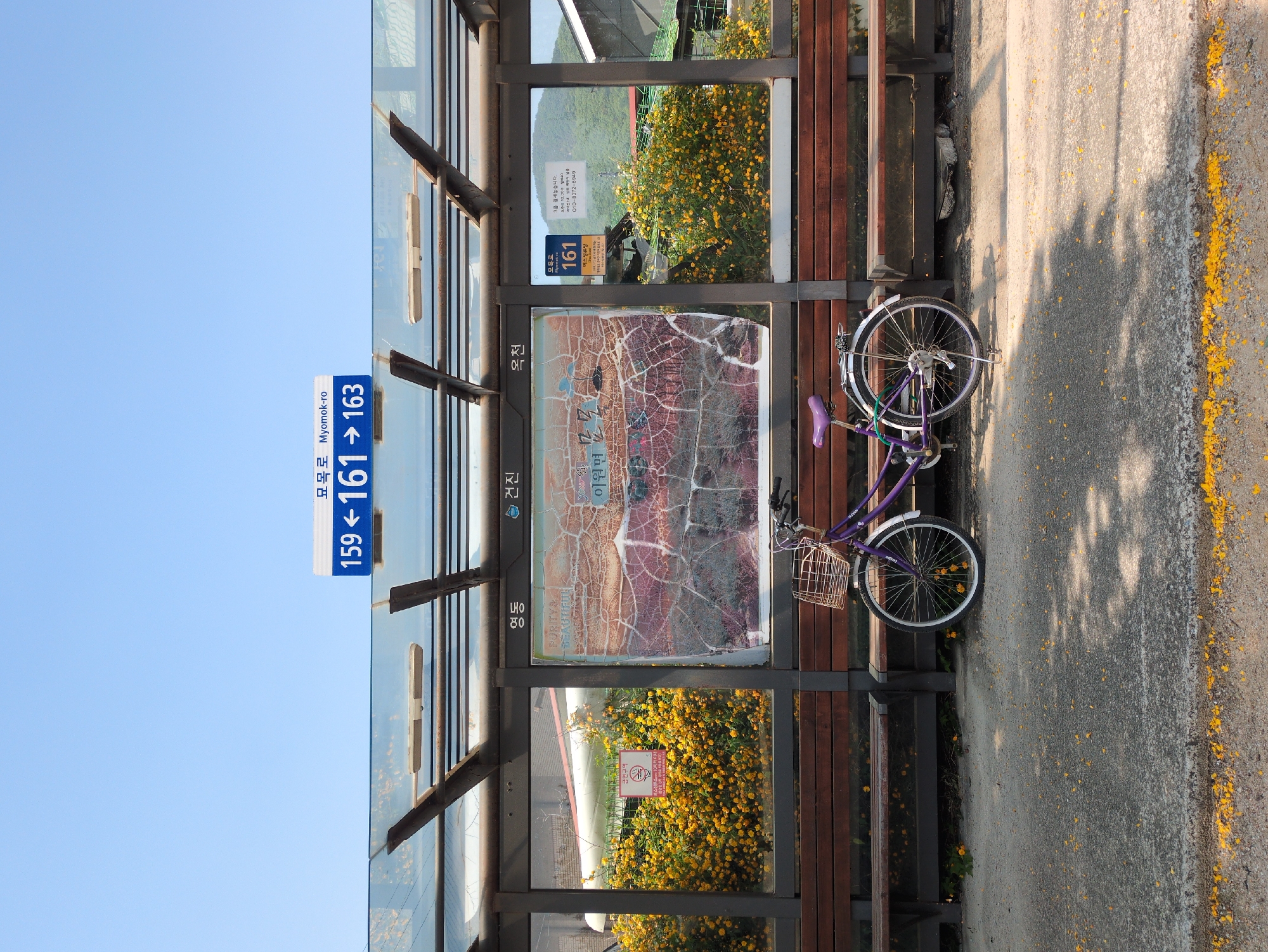 This image depicts a modern bus stop in Geonjin-ri, South Korea, on a bright and clear day. The bus stop features a glass and metal structure with integrated wooden benches, situated alongside a concrete pavement.
A prominent blue sign affixed to the bus stop displays "묘목로 Myomok-ro" and directional numbers "159←161→163". Inside the shelter, a large, weathered map or informational panel shows geographical details including "이원면" and the phrase "PURITYA BEAUTIFUL". Nearby, a smaller sign prominently features the number "161". Additional text on signs within the bus stop includes "금연구역" (No Smoking Area) and an advertisement for "3층 월세놓습니다. 보증금 10,000 010-8372-8949" (3rd floor for rent. Deposit 10,000. Phone number 010-8372-8949). The names "영동", "건진", and "옥천" are also visible on the map or other signage, along with "버스정류장" (Bus Stop).
Behind the bus stop, lush yellow flowers bloom, possibly at the base of a hill or mountain, adding a vibrant splash of color. A purple bicycle with a wicker front basket is parked beside the wooden bench, its wheels resting on the concrete. The pavement itself is speckled with fallen yellow petals, mirroring the flowers. Sunlight casts distinct shadows across the ground, indicating a daytime scene. The overall atmosphere suggests a quiet, well-maintained location.