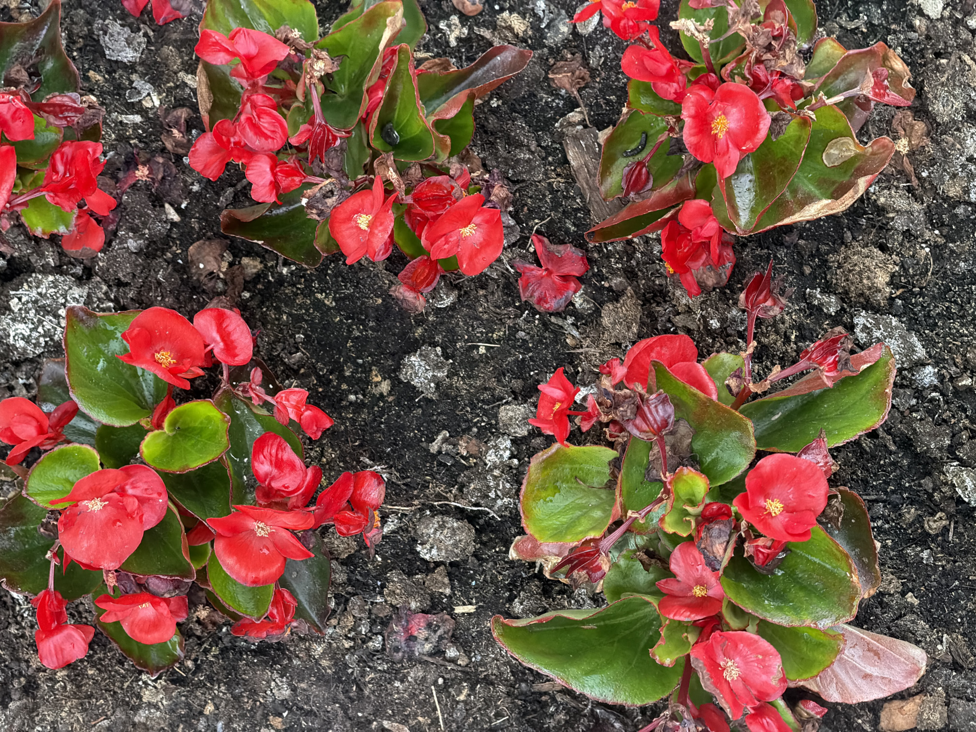 This is a top-down, close-up shot of several clusters of red begonia flowers with green leaves, growing in dark soil. The flowers are vibrant red and appear to be wet, possibly from rain or watering. Some of the leaves have a reddish-brown tinge around the edges, and a few dead or wilting flowers are also visible. The soil is dark, loamy, and appears somewhat clumpy, with small stones and debris mixed in. The lighting suggests it's daytime, and the wetness of the plants implies recent rain or watering. The setting is outdoors, likely a garden bed or planter. There are no people or text visible in the image.
