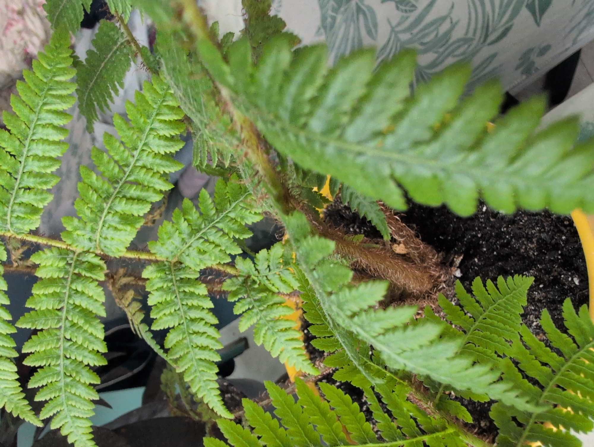 The image shows a close-up of a fern plant. The fern has vibrant green fronds with serrated edges. The stems are brown and fuzzy, and the plant is potted in dark soil within a yellow pot. The background is out of focus, but appears to be an indoor setting with a floral-patterned fabric visible. There are no people or animals in the image. The lighting suggests it is daytime, likely indoors. No text is visible in the image. The setting is consistent with a home or indoor environment in Saint Petersburg, Russia.