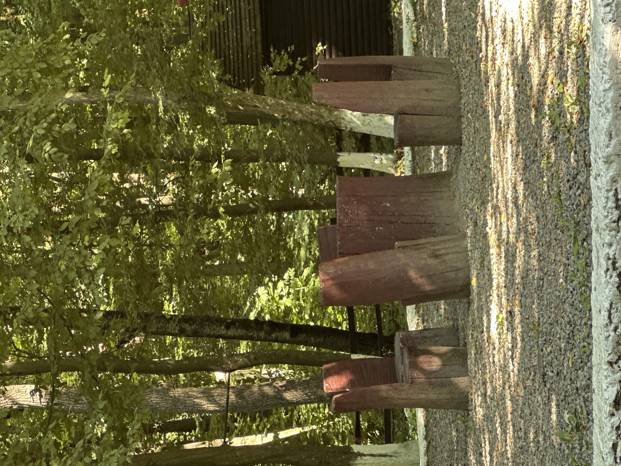 In Shatava, Ukraine, a naturalistic seating area is set amidst a dense forest. Three wooden chairs, fashioned from large, rough-hewn logs, are arranged in a semicircle on a gravelly ground. The chairs are abstract, with solid, upright backrests and simple, circular seats. The wood appears aged and weathered, stained a deep reddish-brown. The background is dominated by a wall of lush green trees, their leaves forming a dense canopy that allows dappled sunlight to filter through. The trunks of several trees are visible, some with white painted bases, suggesting a manicured natural setting. To the right, a dark, wooden structure, possibly a cabin or shed, is partially visible, its textured surface suggesting horizontal siding. A low, white concrete border runs across the foreground, separating the seating area from an unseen space beyond. The overall impression is one of rustic tranquility, a place designed for quiet contemplation within a natural woodland environment.