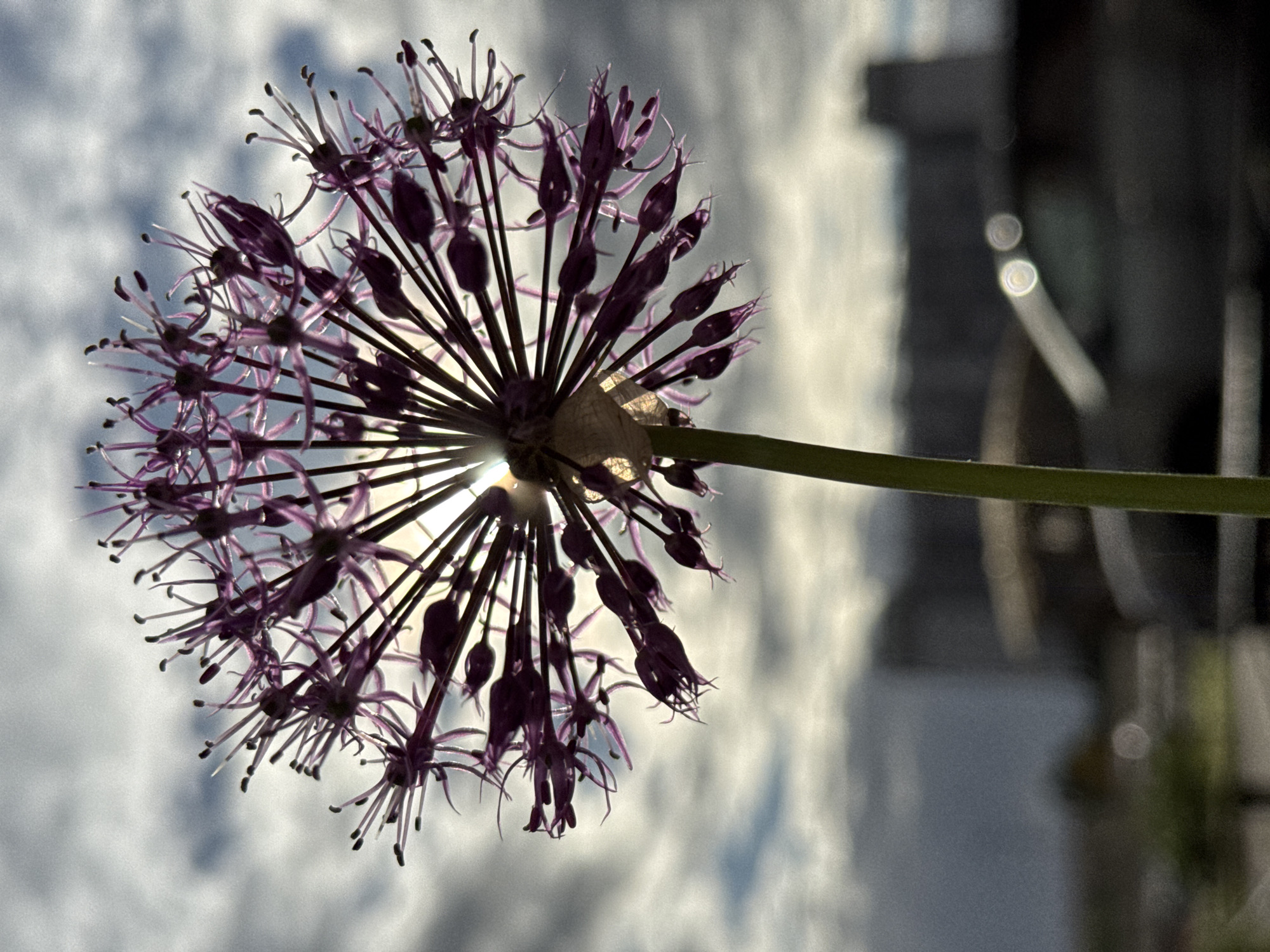 A close-up photograph features an allium flower in silhouette against a backdrop of a cloudy sky and a blurry building. The flower, prominently displayed, has a spherical shape with numerous small, purple florets radiating outward from a central point. A green stem supports the flower. The background consists of an overcast sky with white and grey clouds. To the right, there is an indistinct building with blurred forms and light reflections. The exact location is Unknown, Russia.