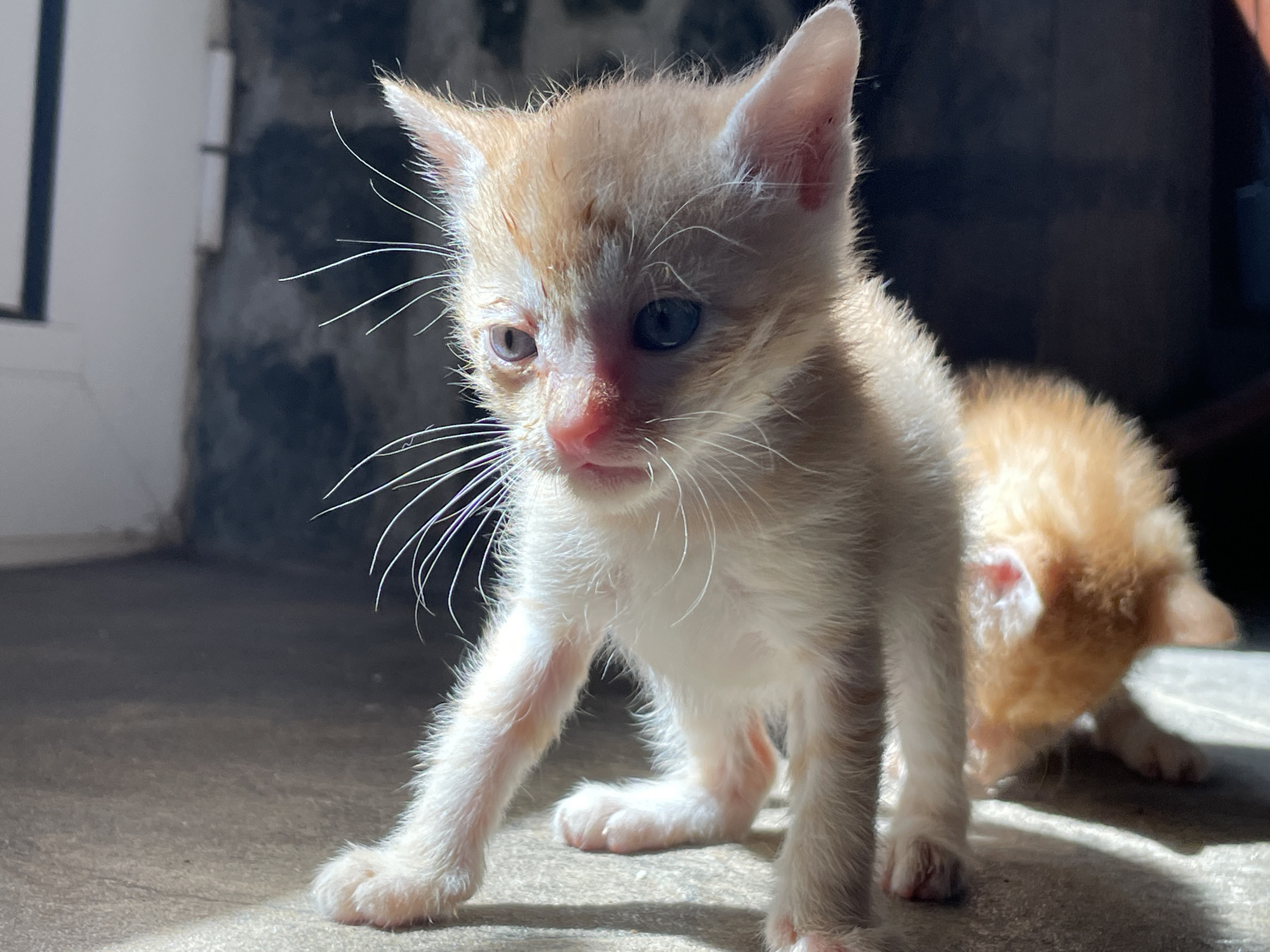 The image depicts two kittens. The foreground kitten is standing, predominantly white with ginger patches on its head and back. It has long whiskers and its eyes are different colors. The kitten's fur appears slightly ruffled. Behind it, a second kitten, primarily ginger, is crouched down. Both kittens are on a grey, concrete surface illuminated by sunlight. The background shows a wall with a visible door. The location is presumed to be Zlatograd, Bulgaria.