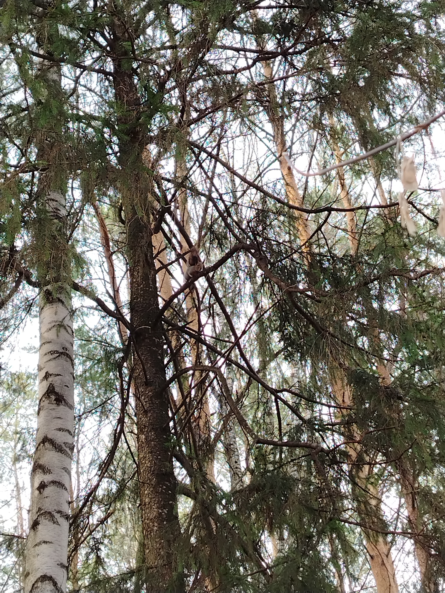 The image depicts a forest scene, potentially located in the city of Chaikovsky, Russia. Several trees are visible, including a birch tree with its distinctive white bark. A squirrel is perched on a branch of a dark-trunked tree. Other trees, with thinner trunks, are visible in the background. The overall lighting suggests it is daytime.