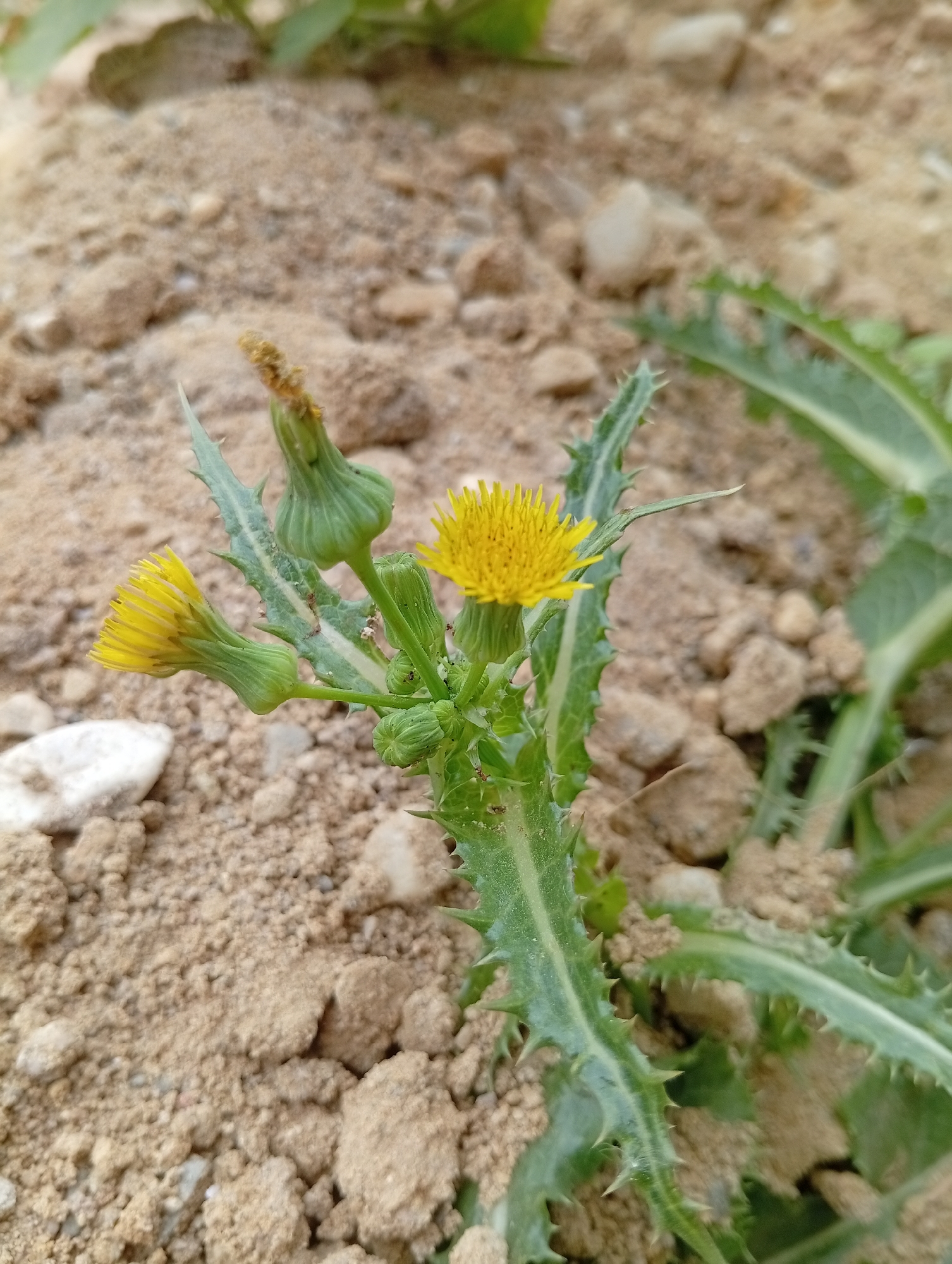 This image depicts a close-up view of a plant with yellow flowers growing in dry, sandy soil. The plant has spiky, serrated green leaves and several flower buds in various stages of development, along with two open yellow flowers. The ground is composed of loose soil, small stones, and pebbles. In the background, more of the plant and some out-of-focus green foliage are visible. The scene appears to be an outdoor natural setting, likely a park, garden, or undeveloped area within the city of Meerbusch, Germany. There are no people or animals visible in the image.