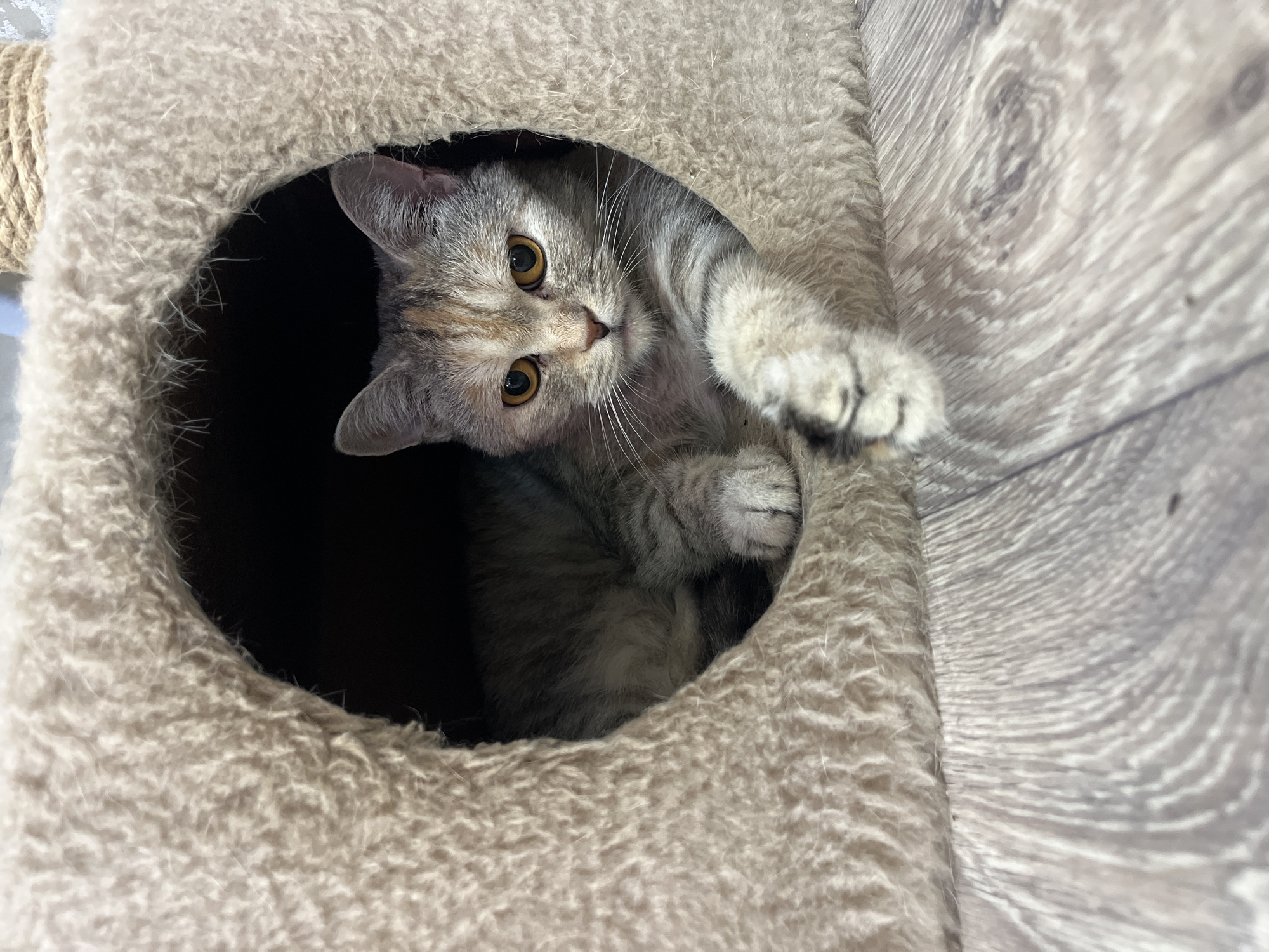 A tortoiseshell and grey tabby cat is lying inside a fuzzy, circular cat house. The cat is looking directly at the camera with large, amber eyes and has its front right paw extended forward. The cat house is placed on a light-colored wooden floor. The background behind the cat house is dark.