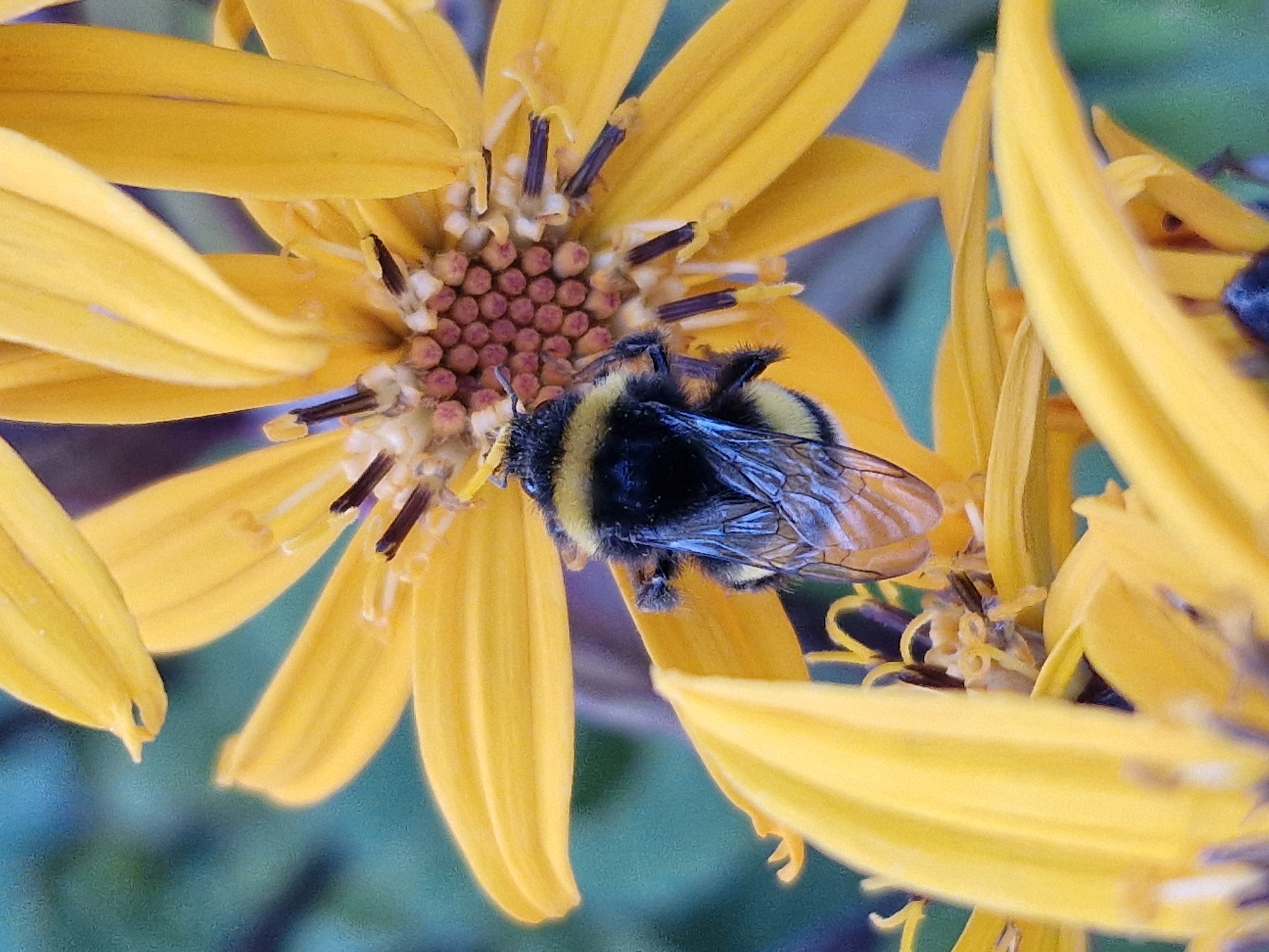 The image is a close-up photograph of a bumblebee on a bright yellow flower. The bumblebee is black and yellow and appears to be collecting nectar. The flower has many petals and a center with small, dark structures. The background is a blurry mix of green and blue, suggesting an outdoor environment. The image does not contain any information about the location in Klaipėda, Lithuania.