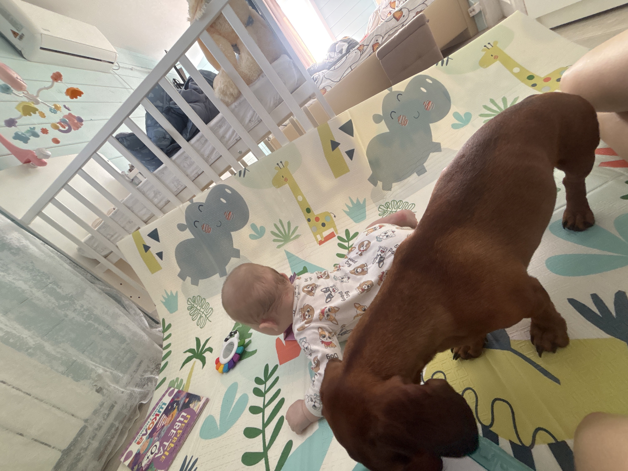 This image captures a domestic scene in what appears to be a baby's play area, likely in Razdolye, Russia. The main subjects are an infant lying on a colorful playmat and a reddish-brown dachshund dog standing nearby.
The baby, seen from behind, is on its stomach, wearing a white long-sleeved onesie adorned with various cartoon dog illustrations and the text "DOG" and "GOOD DOG" repeatedly. A colorful toy with a white ring lies near the baby's head. The dachshund stands with its body largely visible in the foreground, facing away from the camera, its paws resting on the playmat. Part of a person's leg/foot is visible in the upper right corner, suggesting an adult is also present.
The setting includes a light-colored baby crib with white bars on the left side of the frame, possibly next to a light blue wall with horizontal paneling. A white air conditioner is mounted high on this wall. A colorful baby mobile with dangling shapes hangs near the crib. The playmat features a cheerful design with cartoon giraffes, hippos, and various green plant motifs. In the lower left, a book or card with Cyrillic text is visible, reading "ШКОЛА" (School) and "ПЕРВЫЕ ЦВЕТА" (First Colors). In the background, beyond the crib, bright natural light streams through a window, illuminating parts of a bed or sofa with patterned bedding.
The scene suggests a calm, daytime environment where the baby is engaged in play, possibly interacting with or observing the dog.