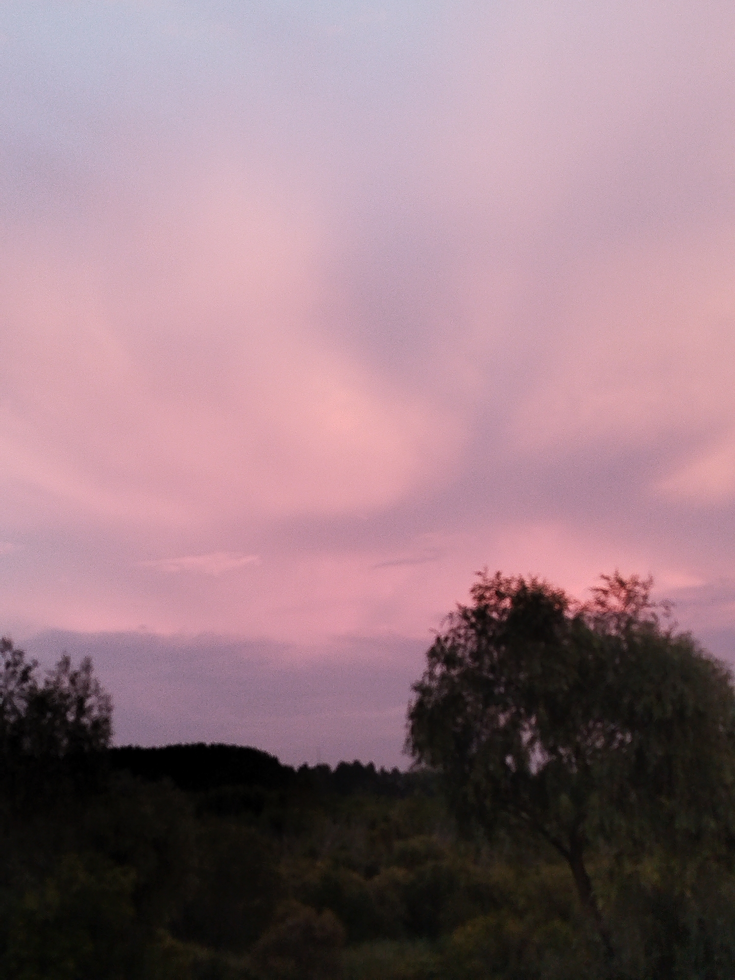 The image shows a landscape at dusk with a pale pink and purple sky. Silhouetted trees and foliage are visible in the foreground. The image does not provide enough detail to identify its specific location within Zavodoukovsk, Russia, or to detect any people, objects, or actions.