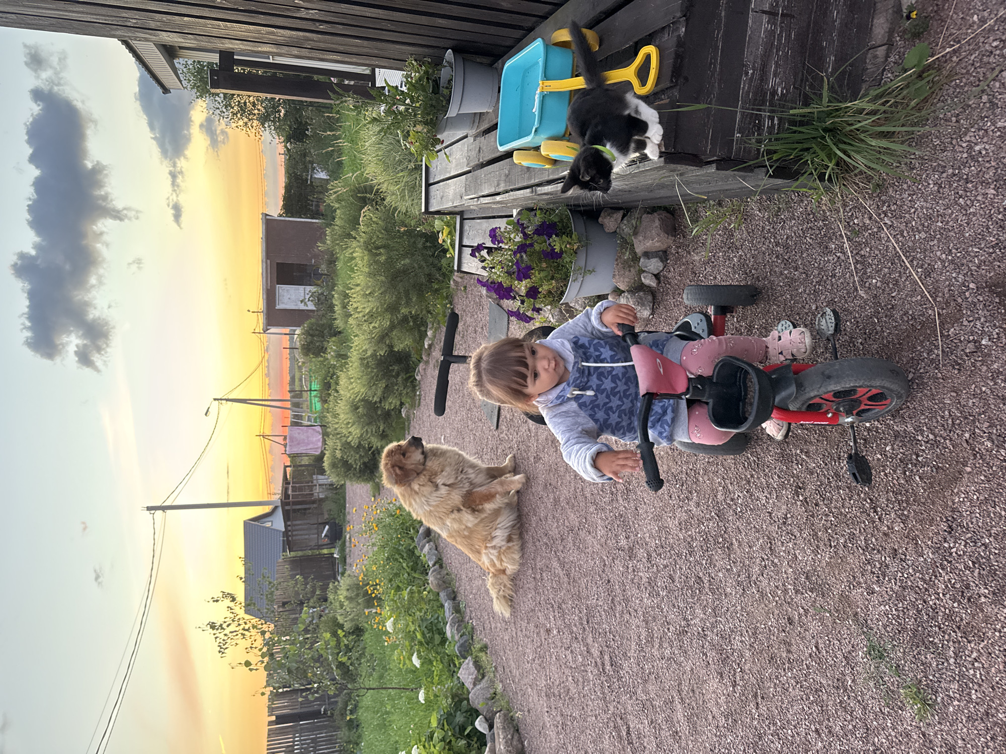 In Kempelevo, Russia, at dusk, a young child is seated on a red tricycle, looking down at the handlebars. To the left, a large, fluffy, light-brown dog sits on a gravel path. In the background, a wooden fence encloses a yard with green bushes and a small house. To the right, a black and white kitten is perched on a wooden bench next to a blue toy wagon and a pot of purple flowers. The sky displays a vibrant sunset with orange and yellow hues, and several clouds are visible. The environment suggests a rural or suburban setting.