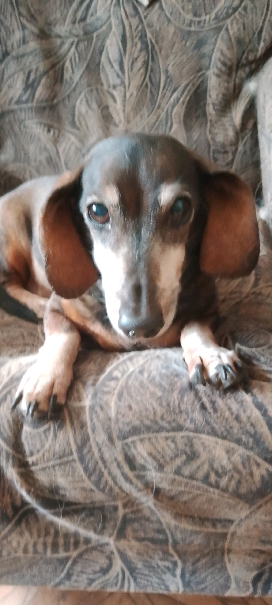 A close-up, vertical shot captures a Dachshund resting on a patterned sofa. The dog, with its characteristic long body and short legs, is positioned centrally, facing the viewer. Its fur is a mix of brown and black, with lighter markings on its face and paws. The dog's ears are long and floppy, and its eyes are dark and expressive. The sofa, on which the dog rests, features a textured, dark gray fabric with a lighter, swirling pattern that appears to be floral or leaf-like. The lighting in the image is moderate, with some shadows adding depth to the scene. The background consists solely of the sofa's fabric, with no other objects or environmental details visible. There are no people or any indication of the specific location in Belgorod, Russia.
