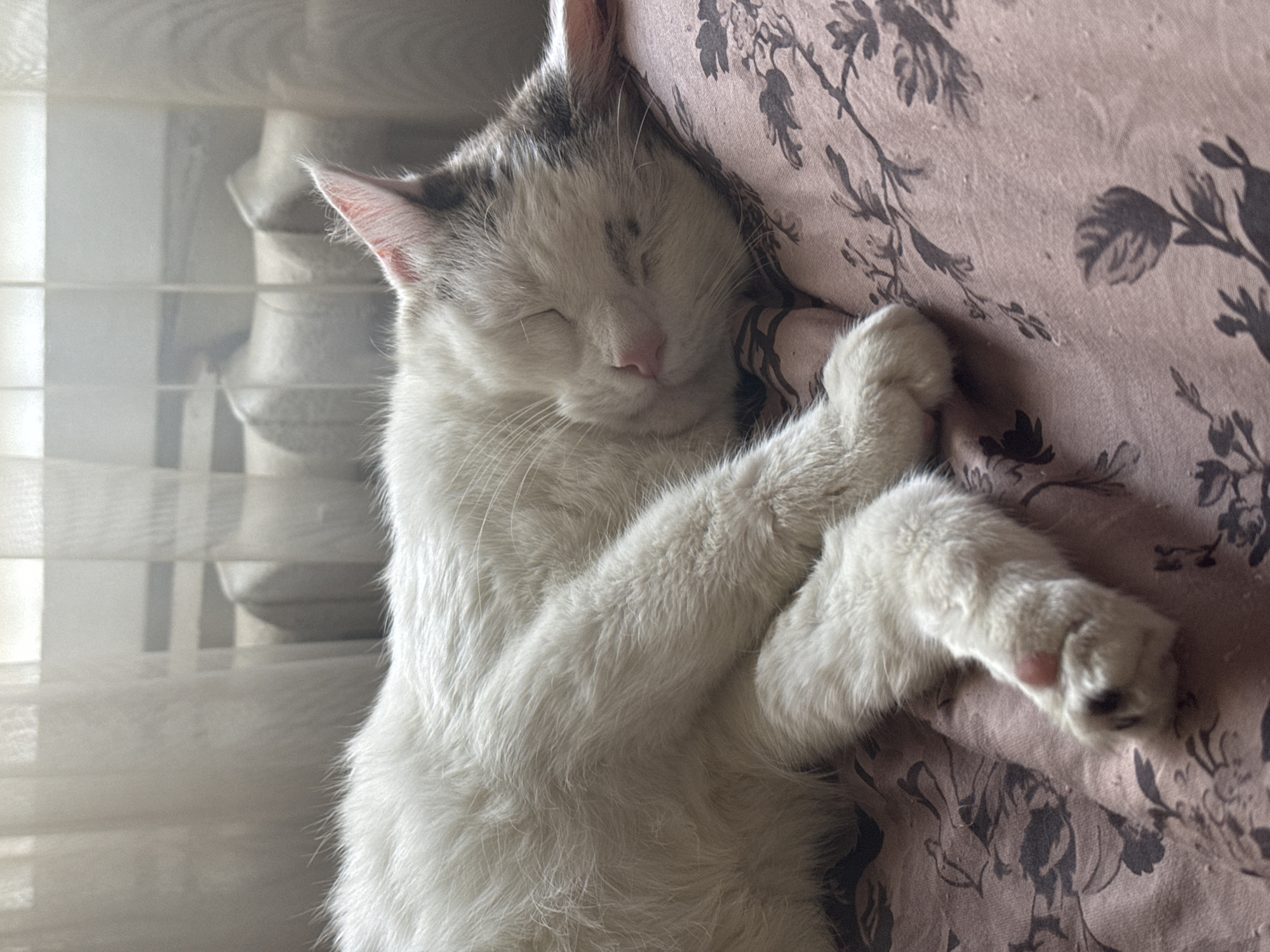 A white and gray cat is sleeping curled up on a pink floral patterned fabric. The cat's eyes are closed, and its paws are tucked in. In the background, sheer curtains are visible, behind which a radiator and a window with blinds can be seen. The lighting suggests it is daytime. This scene is taking place indoors, likely in a residential setting. No specific location in Bishkek City, Kyrgyzstan is discernible from the image.