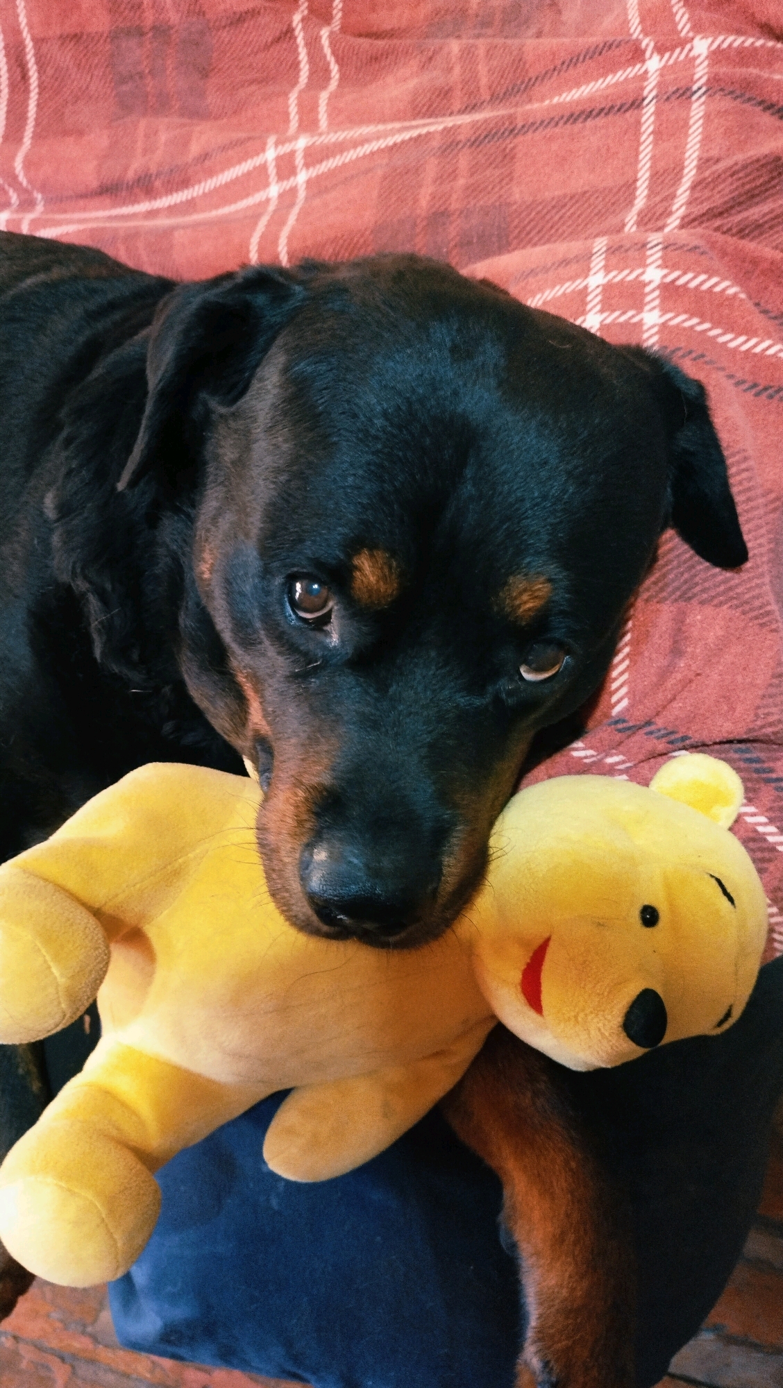 A Rottweiler dog rests its head on a yellow stuffed toy on a red plaid blanket. The dog is black and tan with brown eyes. The stuffed toy appears to be a character, possibly Winnie the Pooh, with a red smile and black eyes. The scene takes place indoors, likely on a bed or couch. There is no indication of the location being in the city of Horishni Plavni, Ukraine.