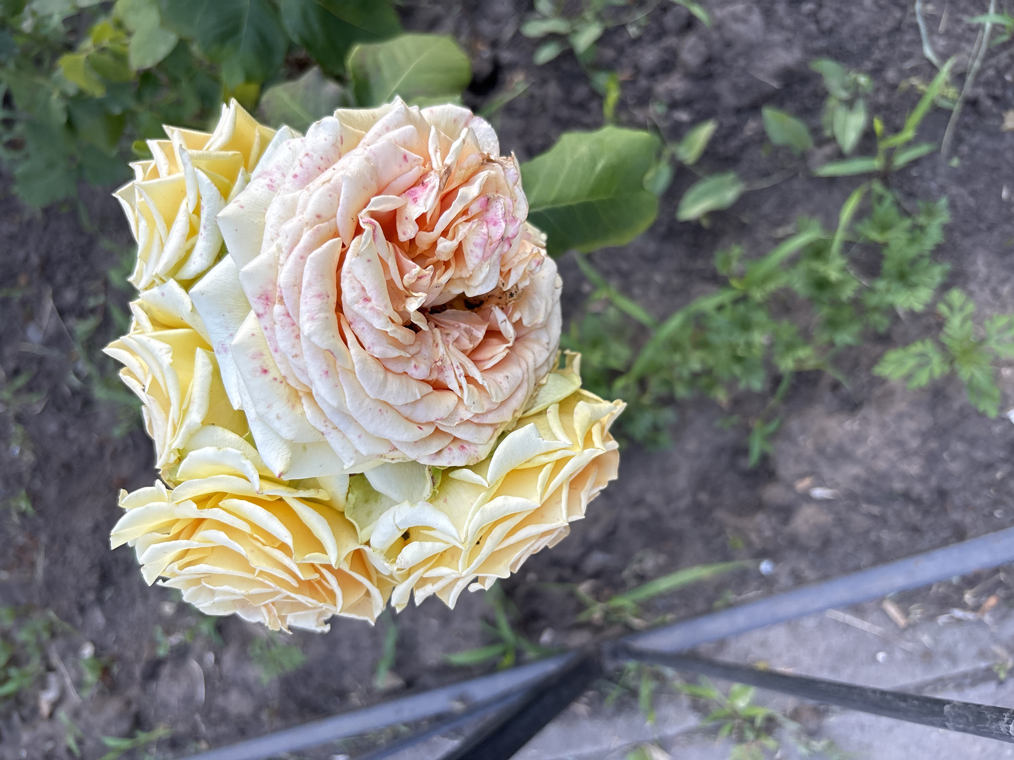A cluster of pale yellow and cream-colored roses with pink speckles are in focus in the foreground of the image. The roses are arranged in a bouquet-like fashion, with some petals slightly curled and others unfurled. The background is blurred, showing dark soil with sparse green vegetation and a dark metal railing to the left of the frame. The scene appears to be outdoors, likely in a garden or park. The image was taken in Rostov-on-Don, Russia.