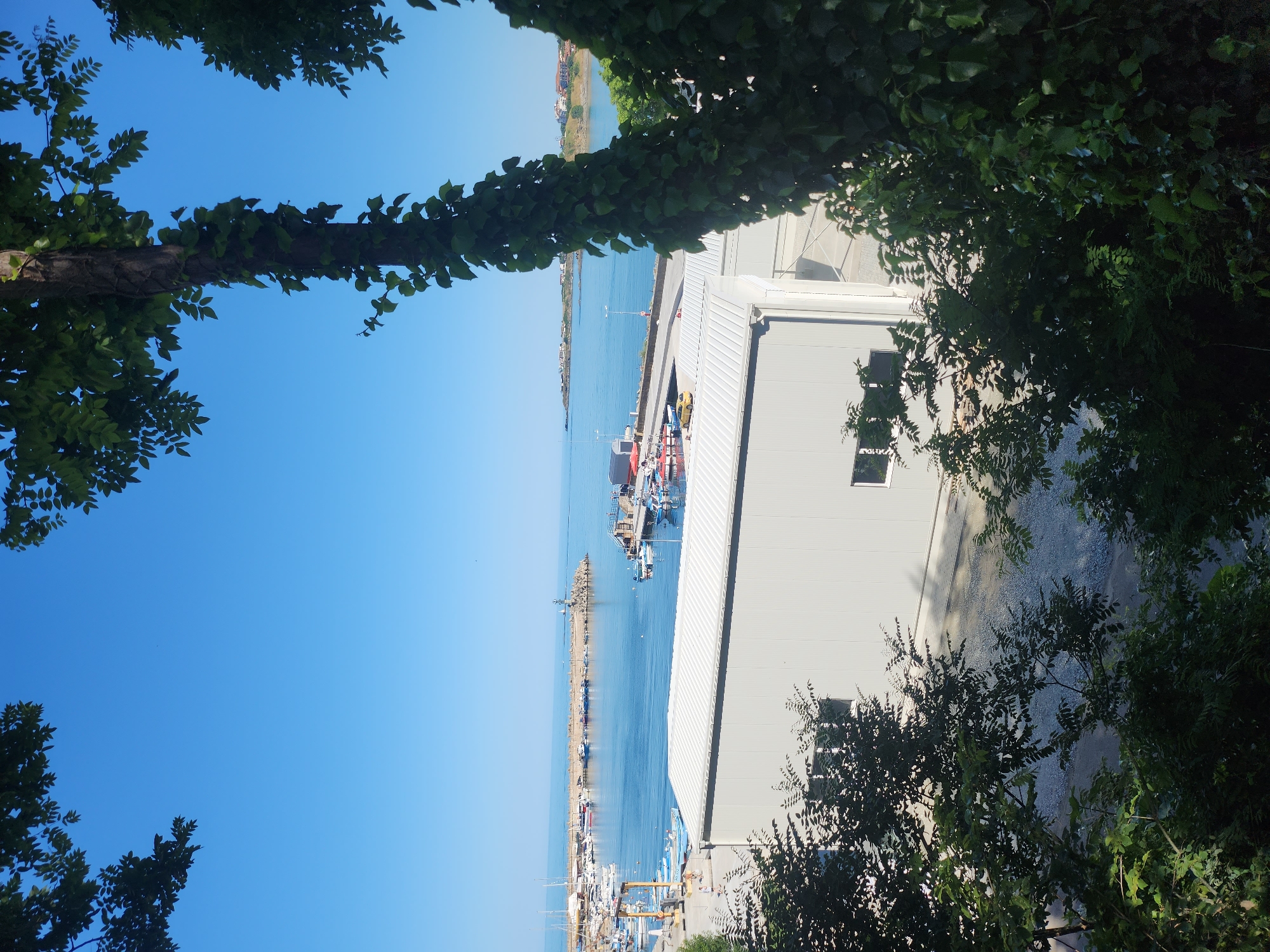 This image captures a view of the port area in Tsarevo, Bulgaria, on a clear day. The foreground is partially obscured by the dark green foliage of trees and vines, framing the scene. Below the trees, a modern, light-colored building with a white corrugated roof dominates the mid-ground. The building has visible windows and appears to be an industrial or storage facility.
Beyond the building, the bustling Tsarevo port is visible, filled with numerous boats of various sizes docked and moored. The calm, blue sea stretches out to the horizon, meeting a clear, bright blue sky. In the distance, a breakwater extends into the sea, topped with a small structure that may be a lighthouse or navigational marker. The coastline of Tsarevo is visible in the background, with buildings suggesting a coastal town. The scene is peaceful and suggests a typical day at a Bulgarian seaside port.