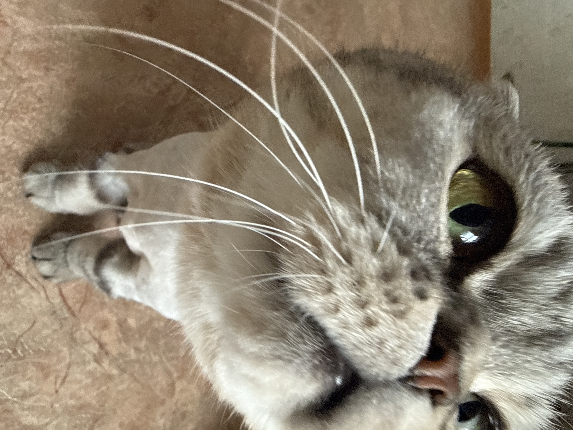 A close-up, rotated image shows the face and part of the body of a light gray and white cat lying on a tan surface. The cat's head fills much of the right side of the frame. Its large, round eyes are visible, reflecting light. The cat's whiskers are long and prominent, arching across the image. Parts of the cat's front legs and paws are visible towards the left side of the frame. The tan surface appears to be textured. The scene's location is unknown.