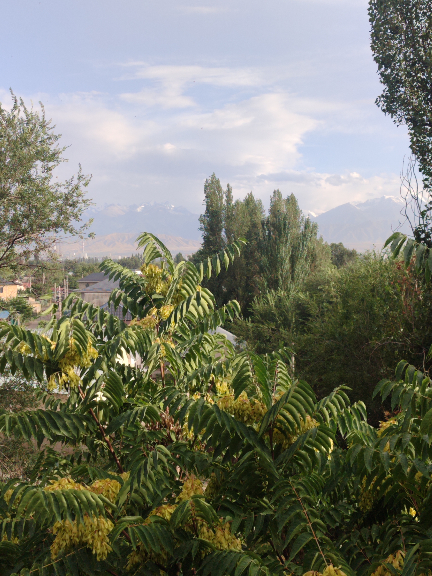 This image captures a view of the city of Alamüdün, Kyrgyzstan, with a prominent foreground of lush green trees bearing clusters of light yellow, elongated seed pods. In the middle ground, residential buildings with dark sloped roofs are visible amongst a dense arrangement of trees of varying heights and foliage types. Beyond the city, a range of mountains with snow-capped peaks dominates the horizon under a partly cloudy sky. The overall impression is one of a natural landscape integrated with a populated area.