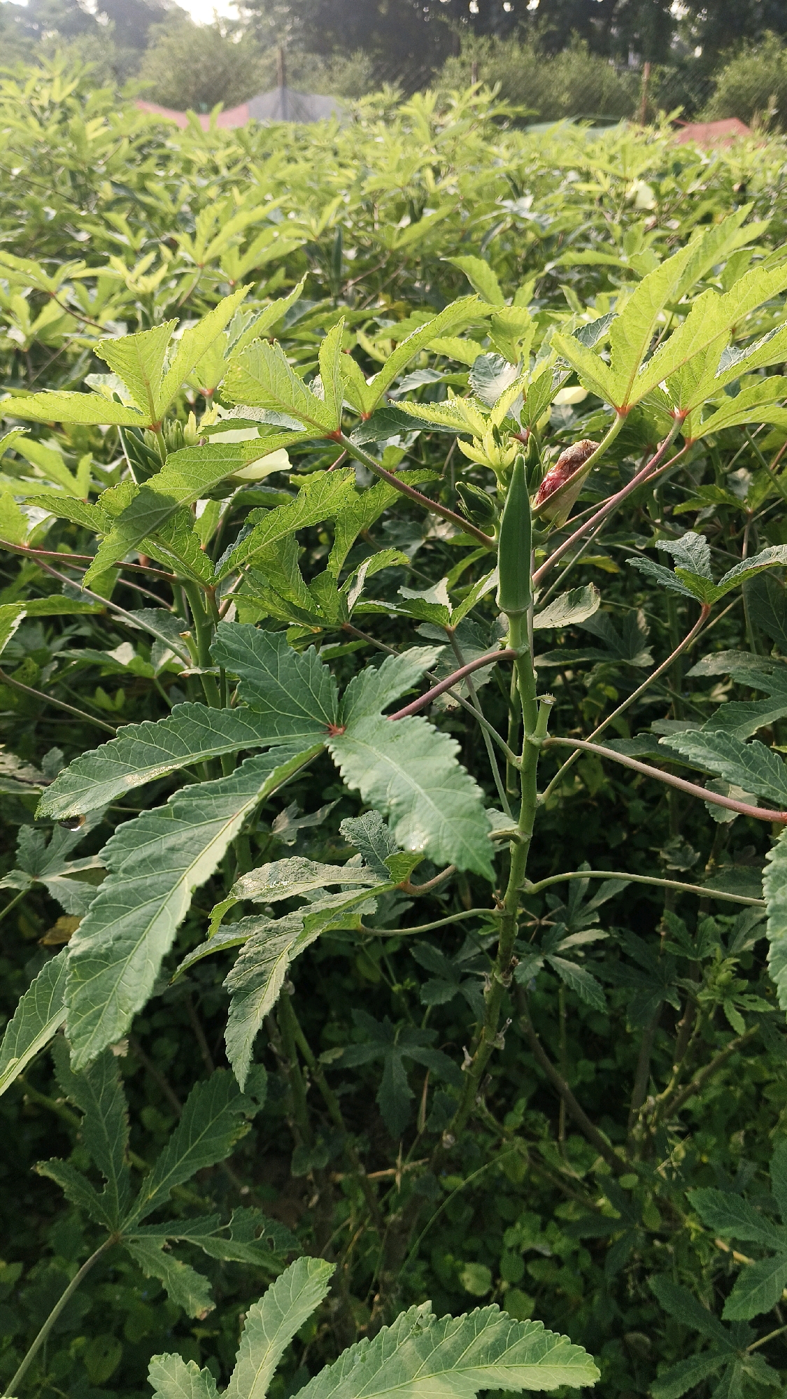 This is a close-up, eye-level shot of okra plants growing in a field. The foreground is dominated by large, serrated green leaves and the stem of an okra plant with a single, developing pod. The pod is green, elongated, and slightly ribbed, extending upwards from the stem. The plant's stem is reddish-brown and appears somewhat woody. Several other okra plants are visible in the background, creating a dense, green foliage. The lighting suggests it is either early morning or late afternoon, casting a soft glow on the leaves. The environment is a cultivated field, likely in a rural or peri-urban area. Without further information, the specific location within Varanasi, India cannot be definitively determined, but the scene depicts agricultural activity common in such regions. There are no people or animals present in the image.